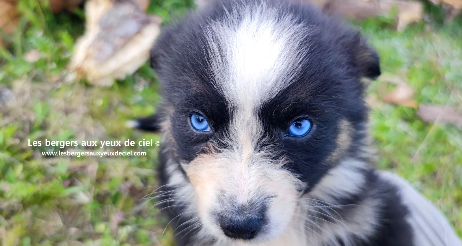 Recherche chiot berger australien femelle noire tricolore aux yeux bleus