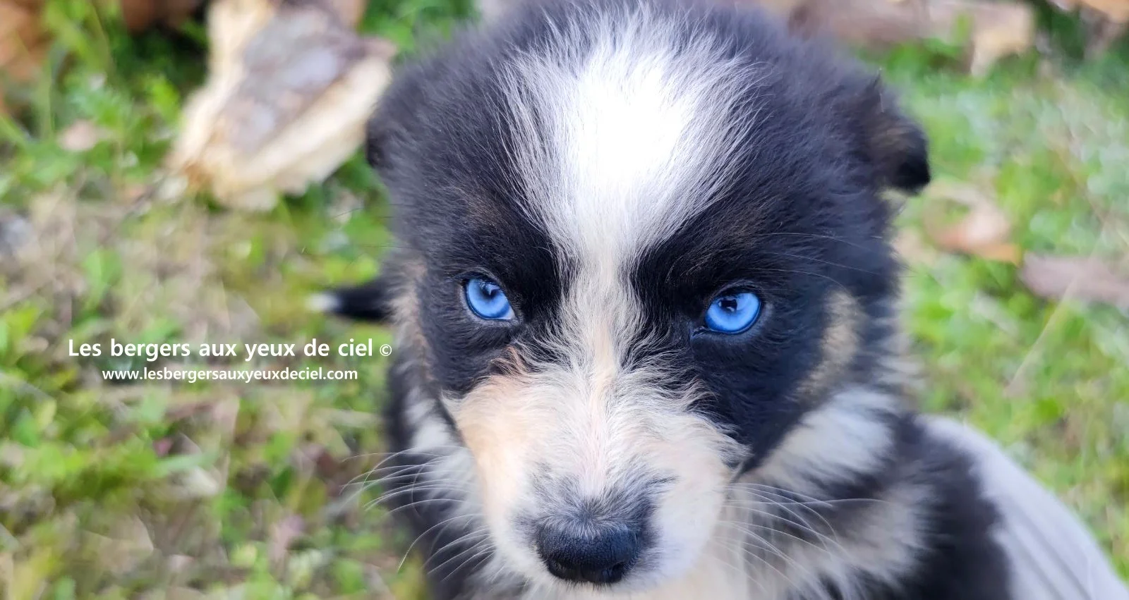 Recherche chiot berger australien femelle noire tricolore aux yeux bleus