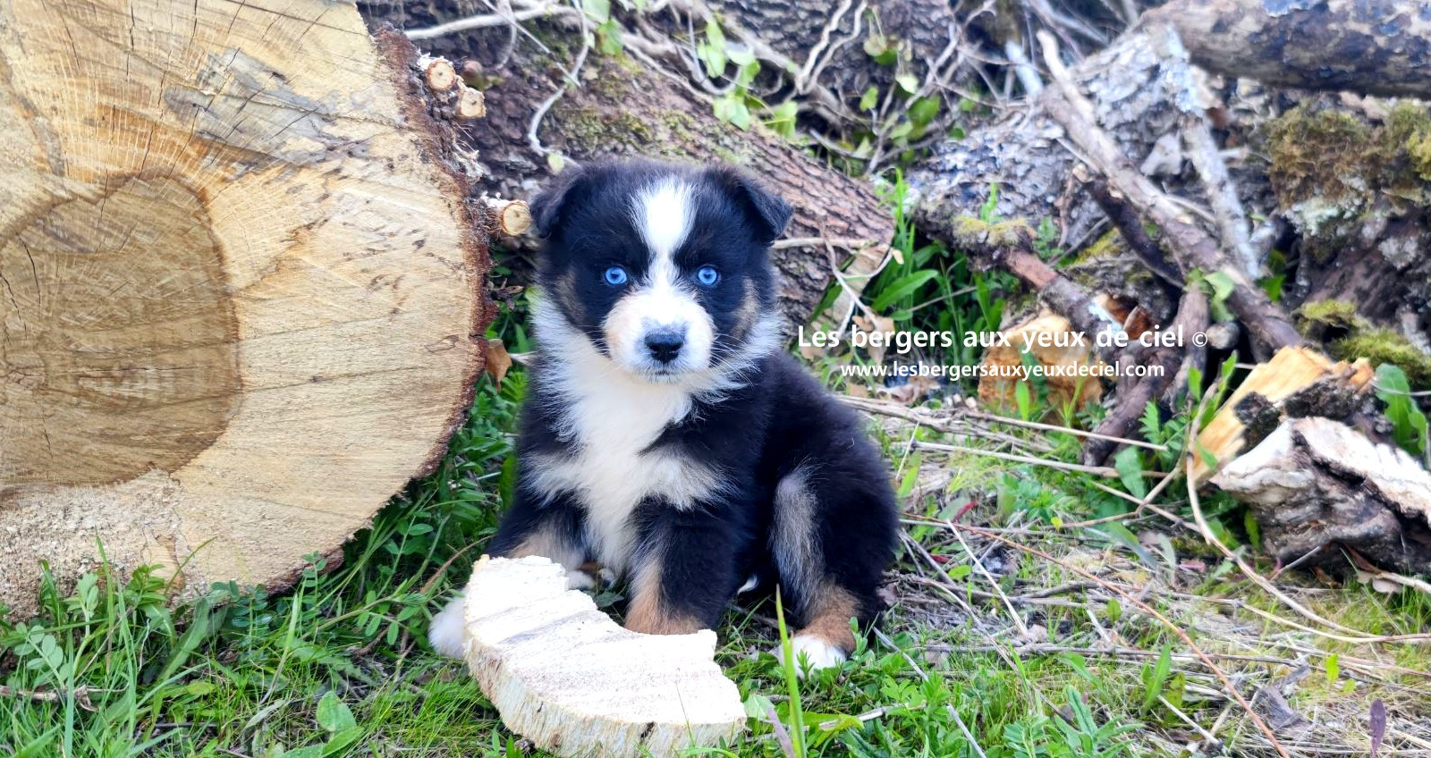 Recherche chiot berger australien femelle noire tricolore aux yeux bleus