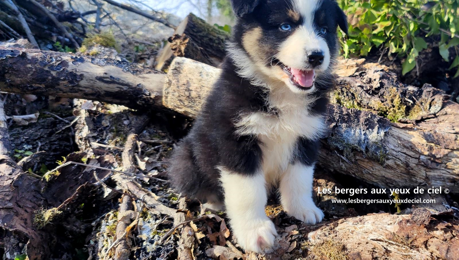 magnifique chiot berger australien mâle noir tricolore aux yeux bleus