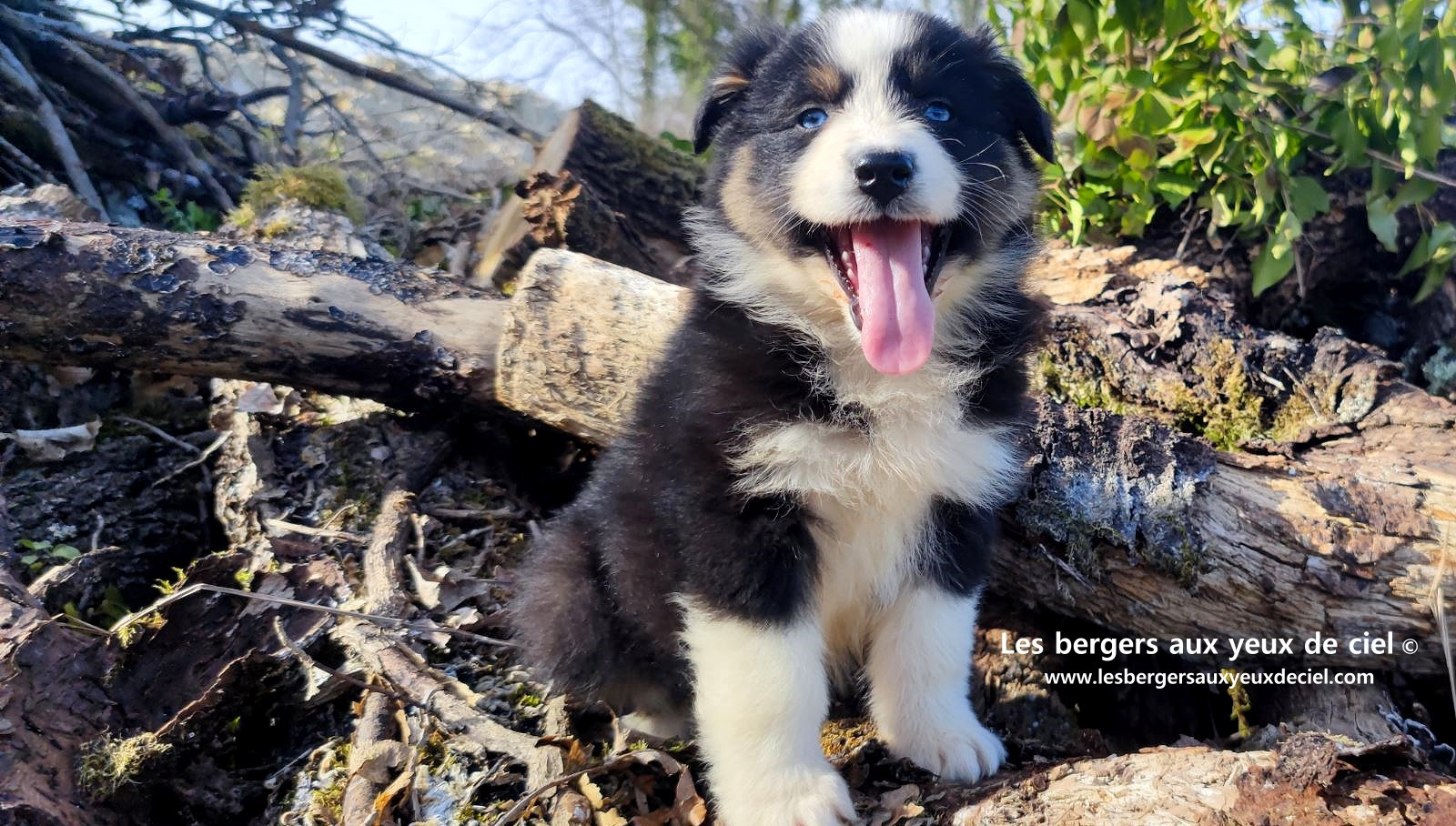 magnifique chiot berger australien mâle noir tricolore aux yeux bleus