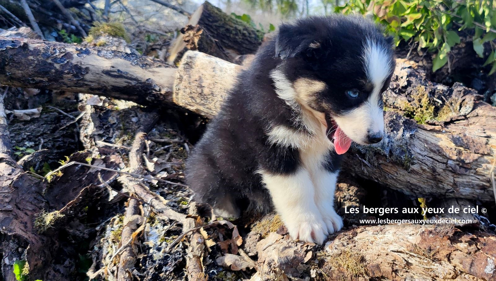 magnifique chiot berger australien mâle noir tricolore aux yeux bleus