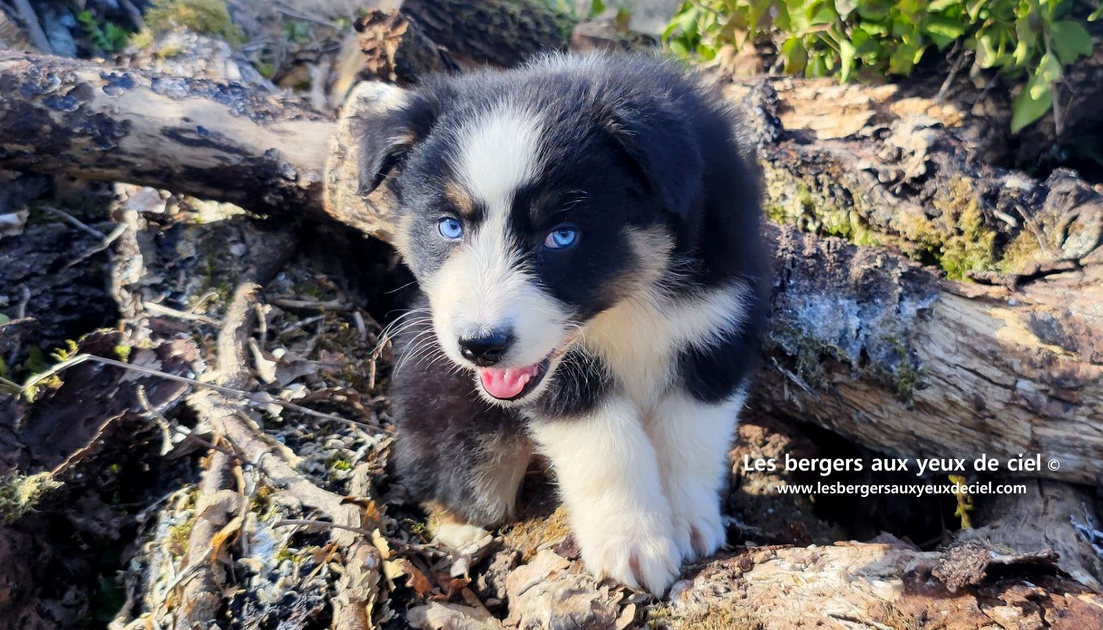 magnifique chiot berger australien mâle noir tricolore aux yeux bleus