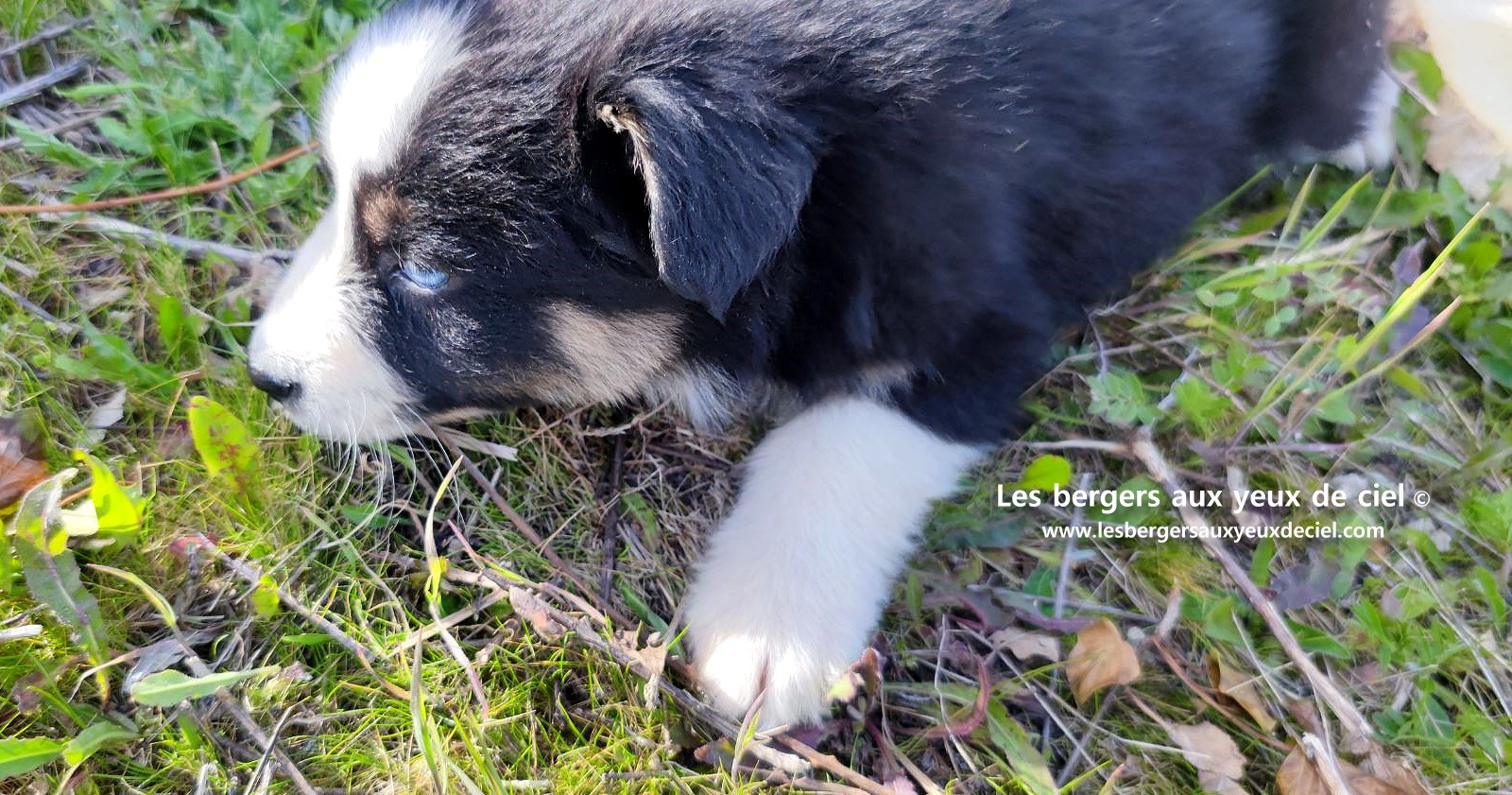 magnifique chiot berger australien mâle noir tricolore aux yeux bleus