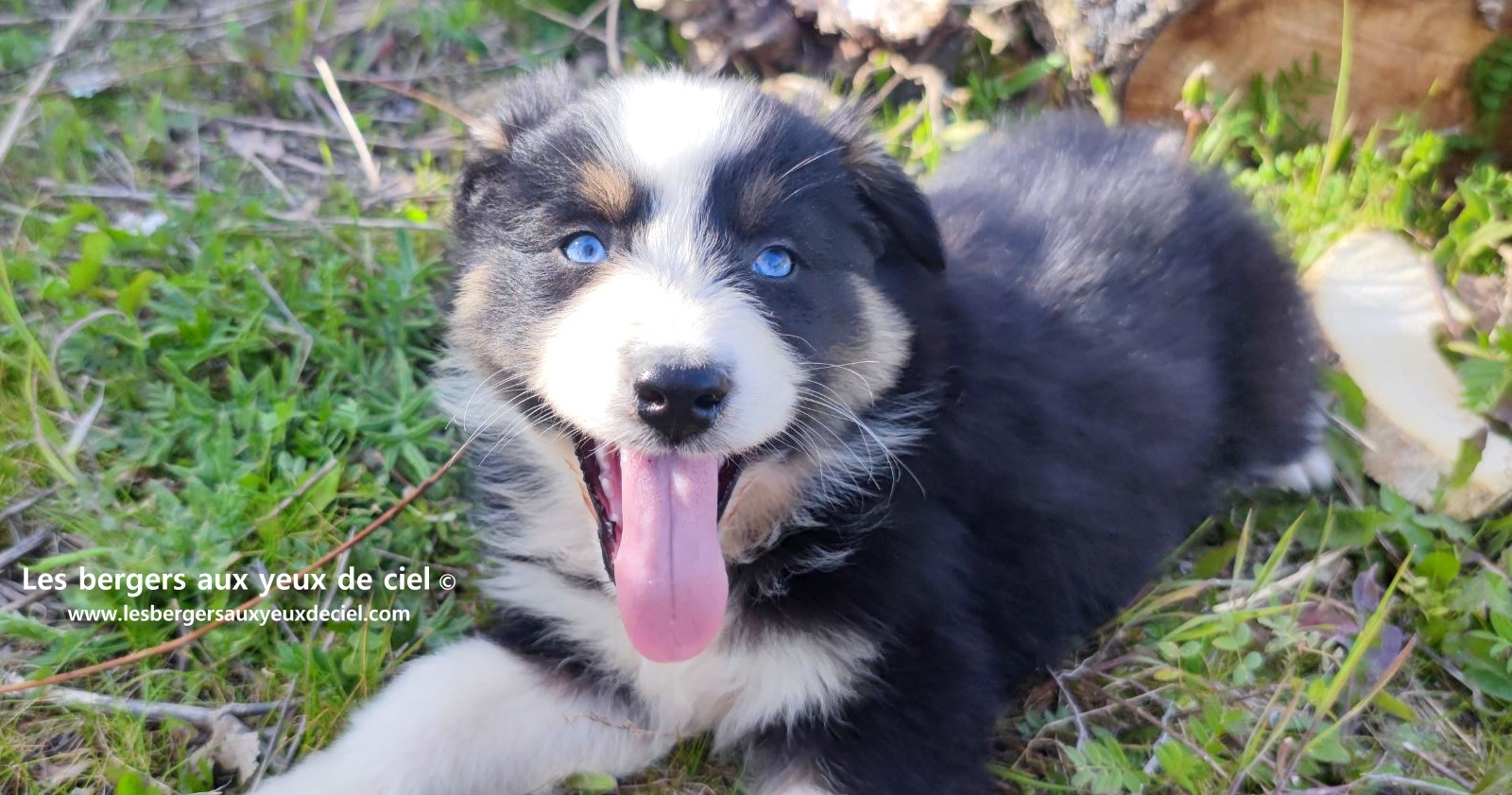 magnifique chiot berger australien mâle noir tricolore aux yeux bleus