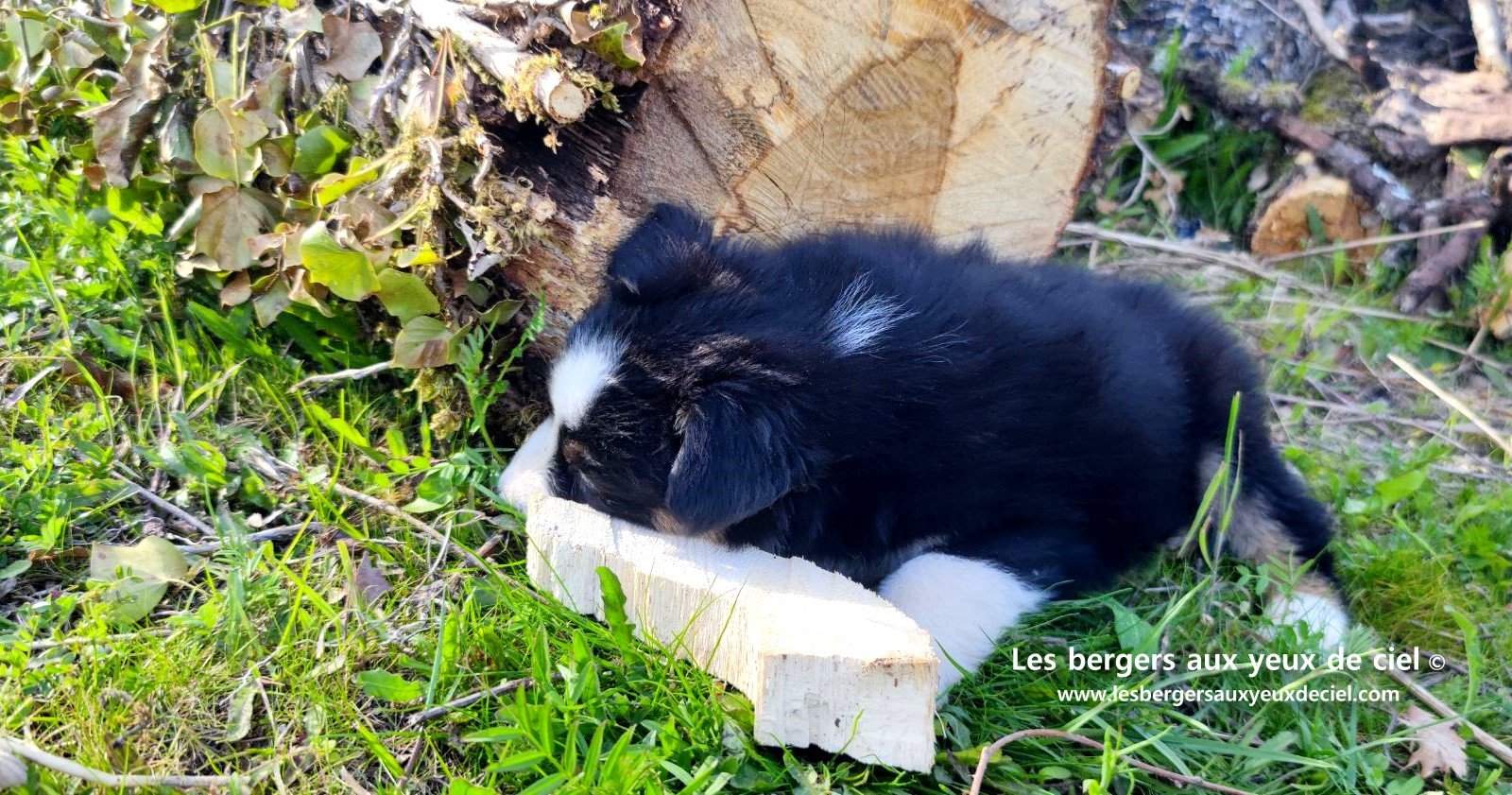 magnifique chiot berger australien mâle noir tricolore aux yeux bleus