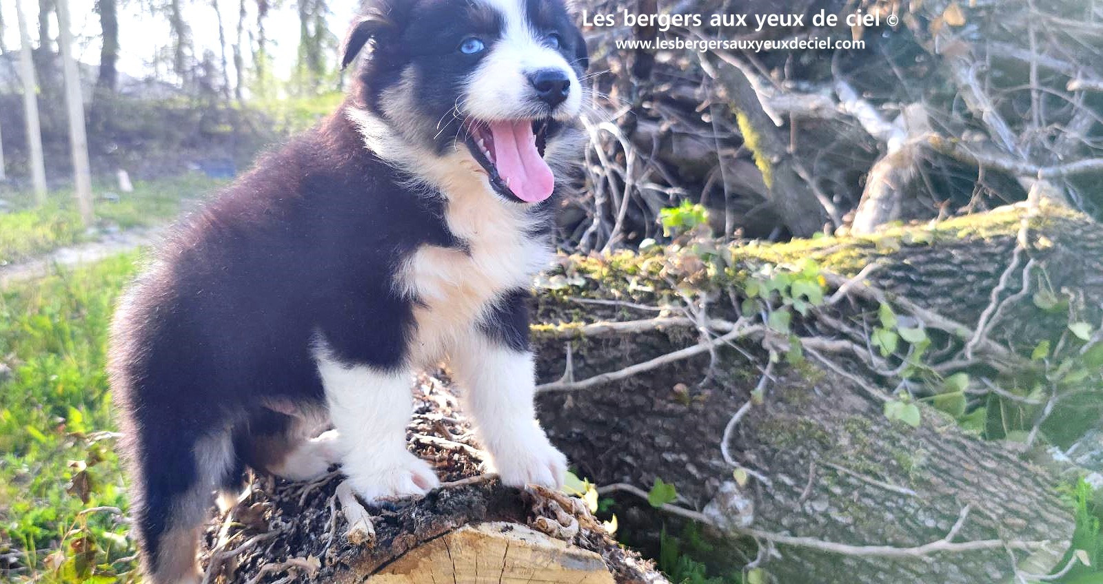 magnifique chiot berger australien mâle noir tricolore aux yeux bleus