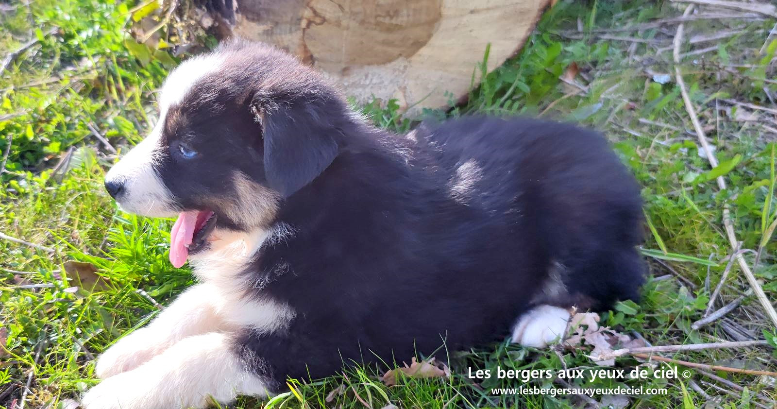 magnifique chiot berger australien mâle noir tricolore aux yeux bleus