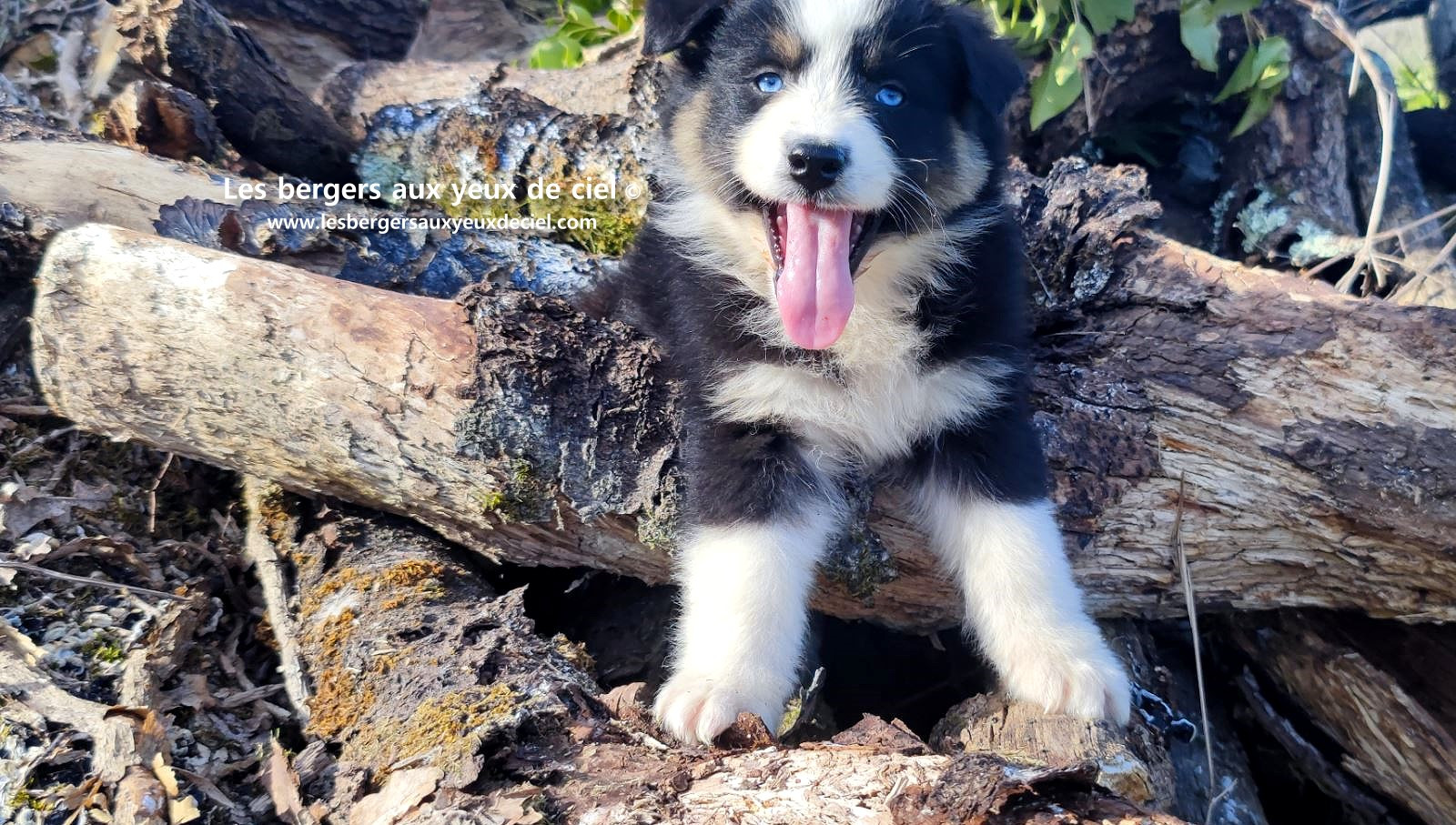 magnifique chiot berger australien mâle noir tricolore aux yeux bleus