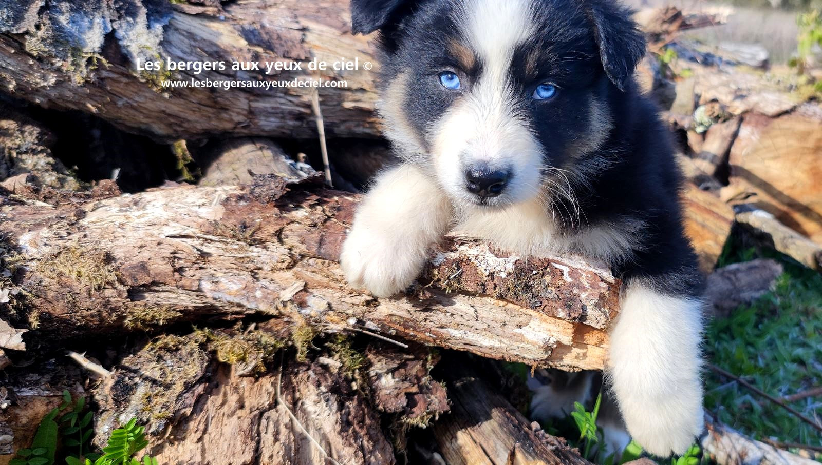 magnifique chiot berger australien mâle noir tricolore aux yeux bleus