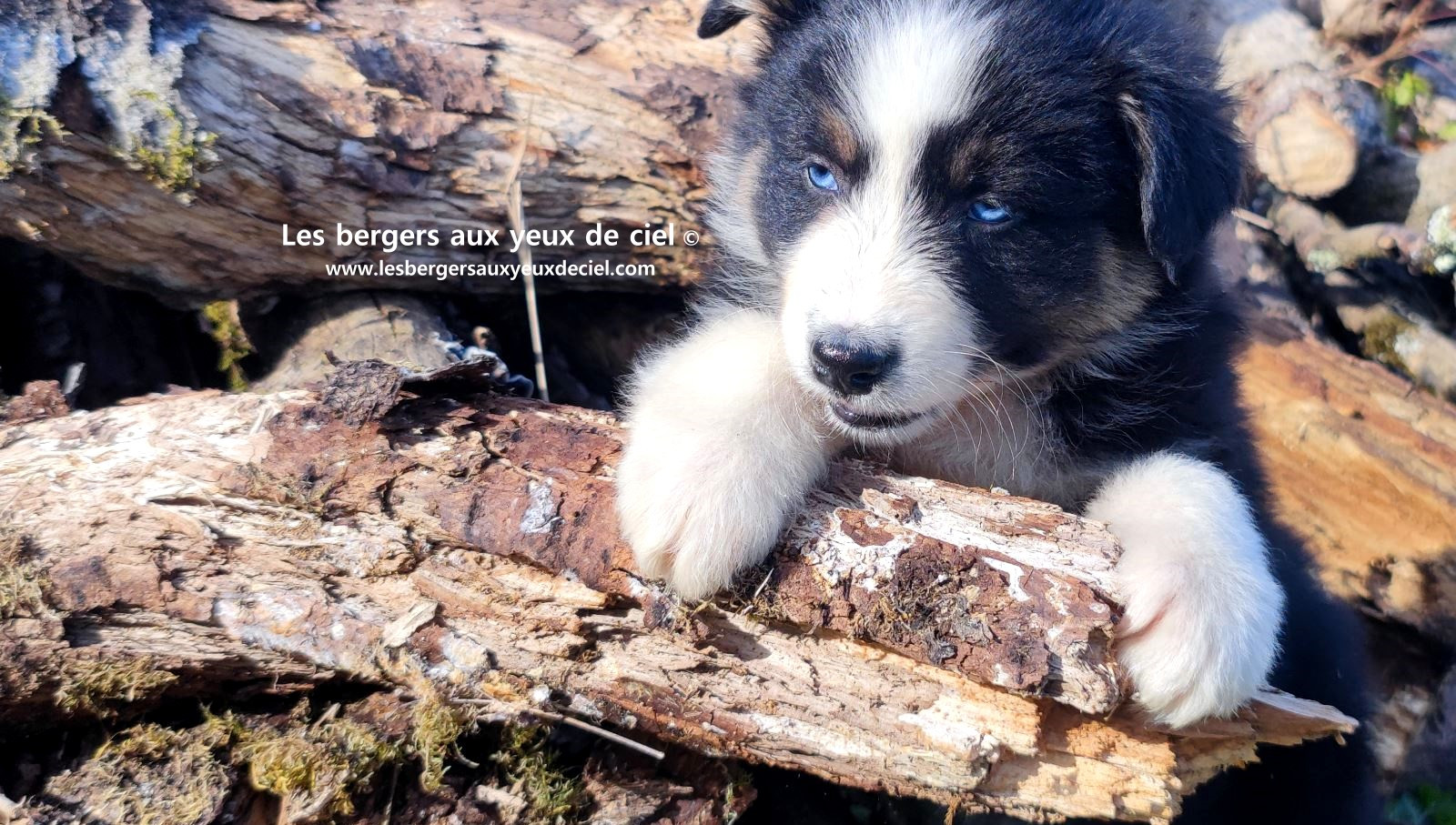magnifique chiot berger australien mâle noir tricolore aux yeux bleus