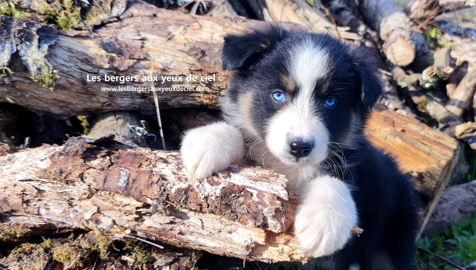 magnifique chiot berger australien mâle noir tricolore aux yeux bleus