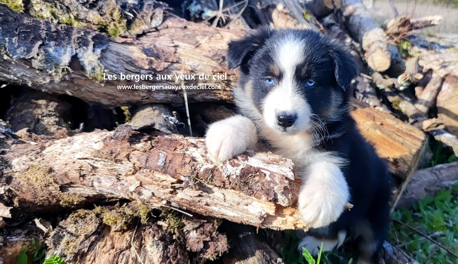 magnifique chiot berger australien mâle noir tricolore aux yeux bleus