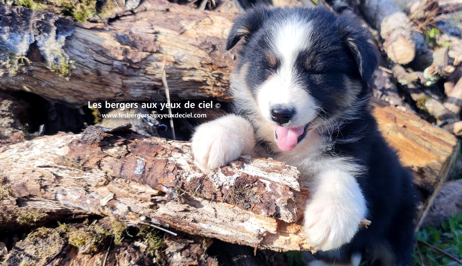 magnifique chiot berger australien mâle noir tricolore aux yeux bleus