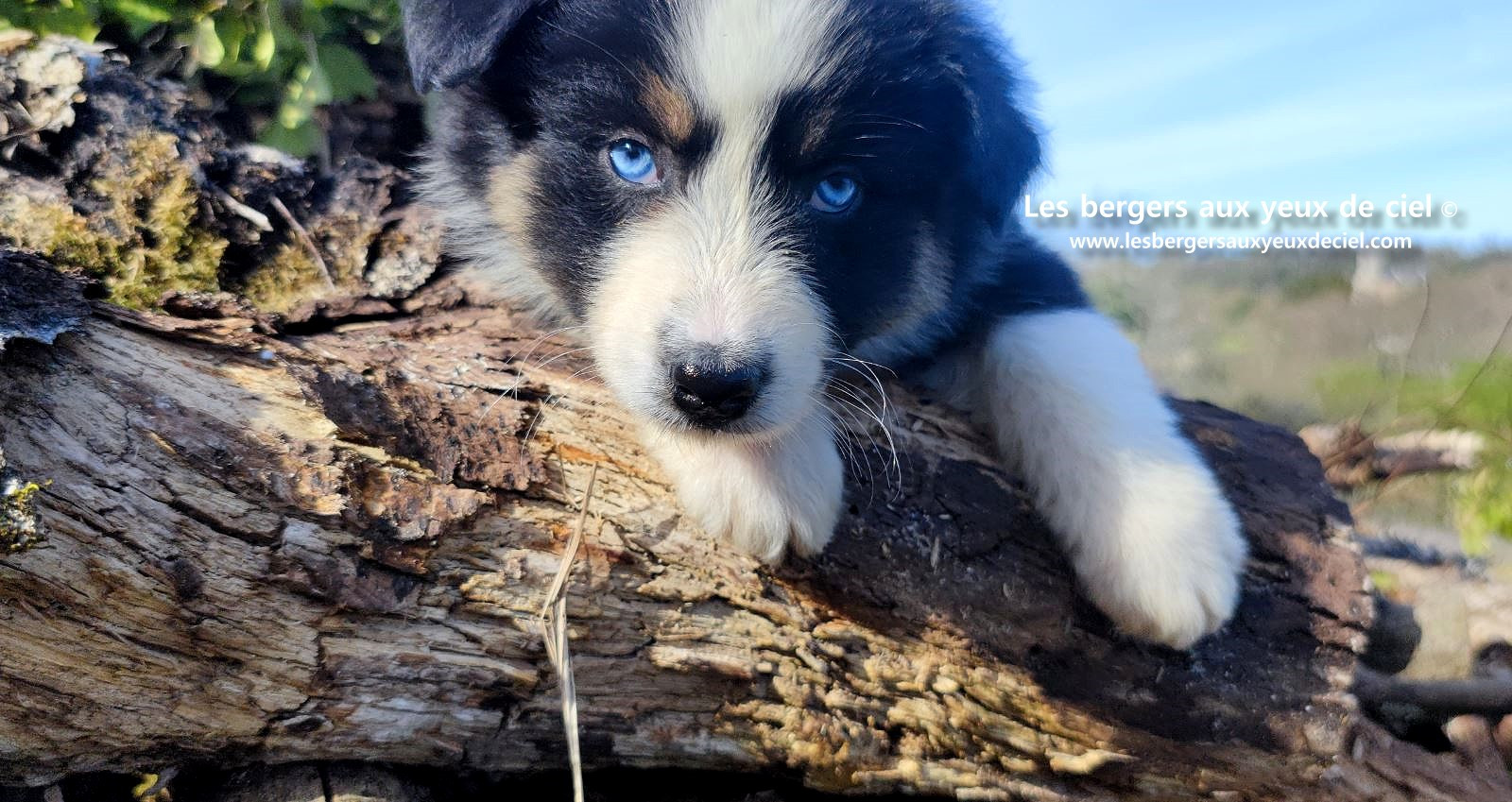magnifique chiot berger australien mâle noir tricolore aux yeux bleus