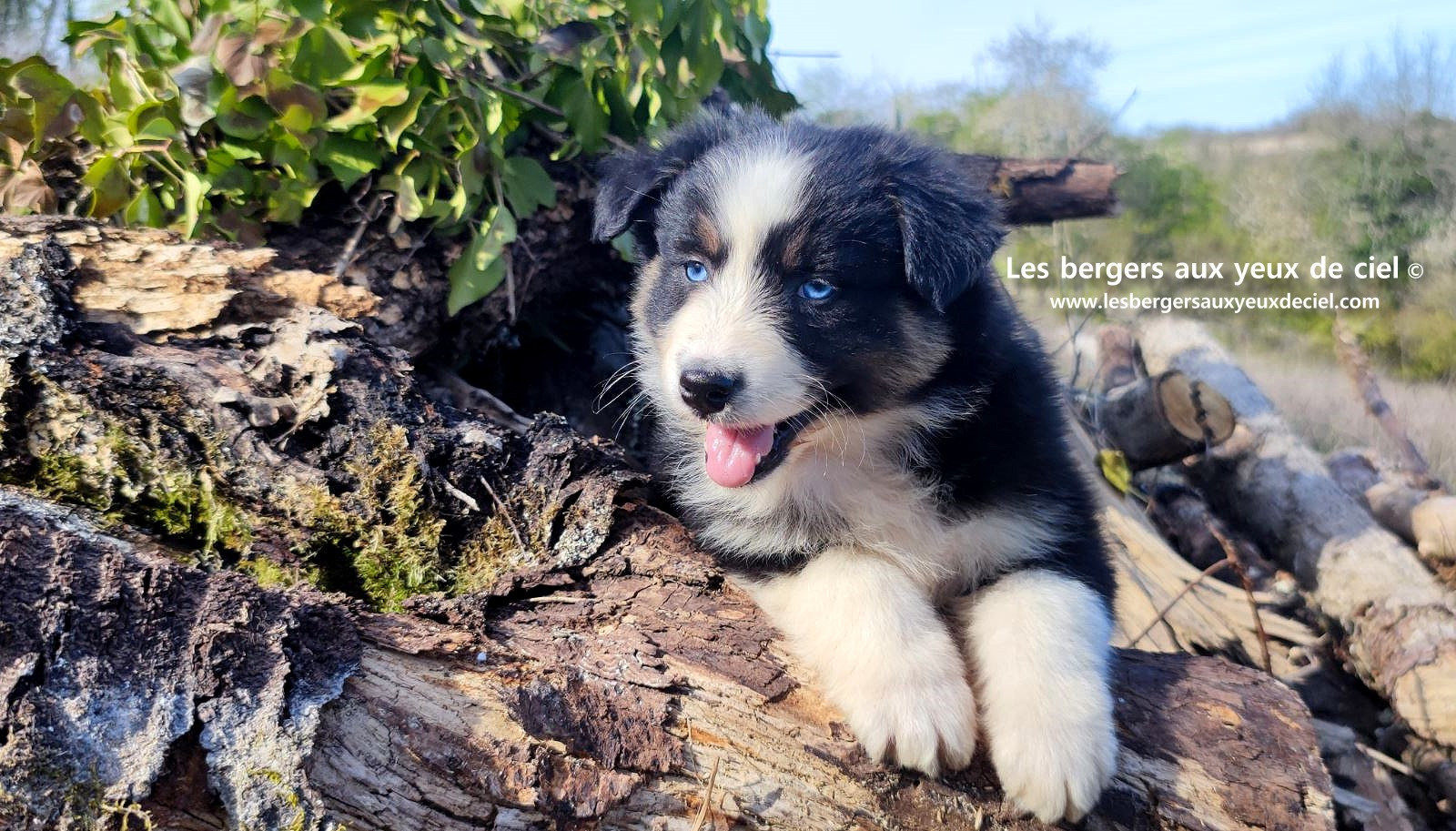 magnifique chiot berger australien mâle noir tricolore aux yeux bleus
