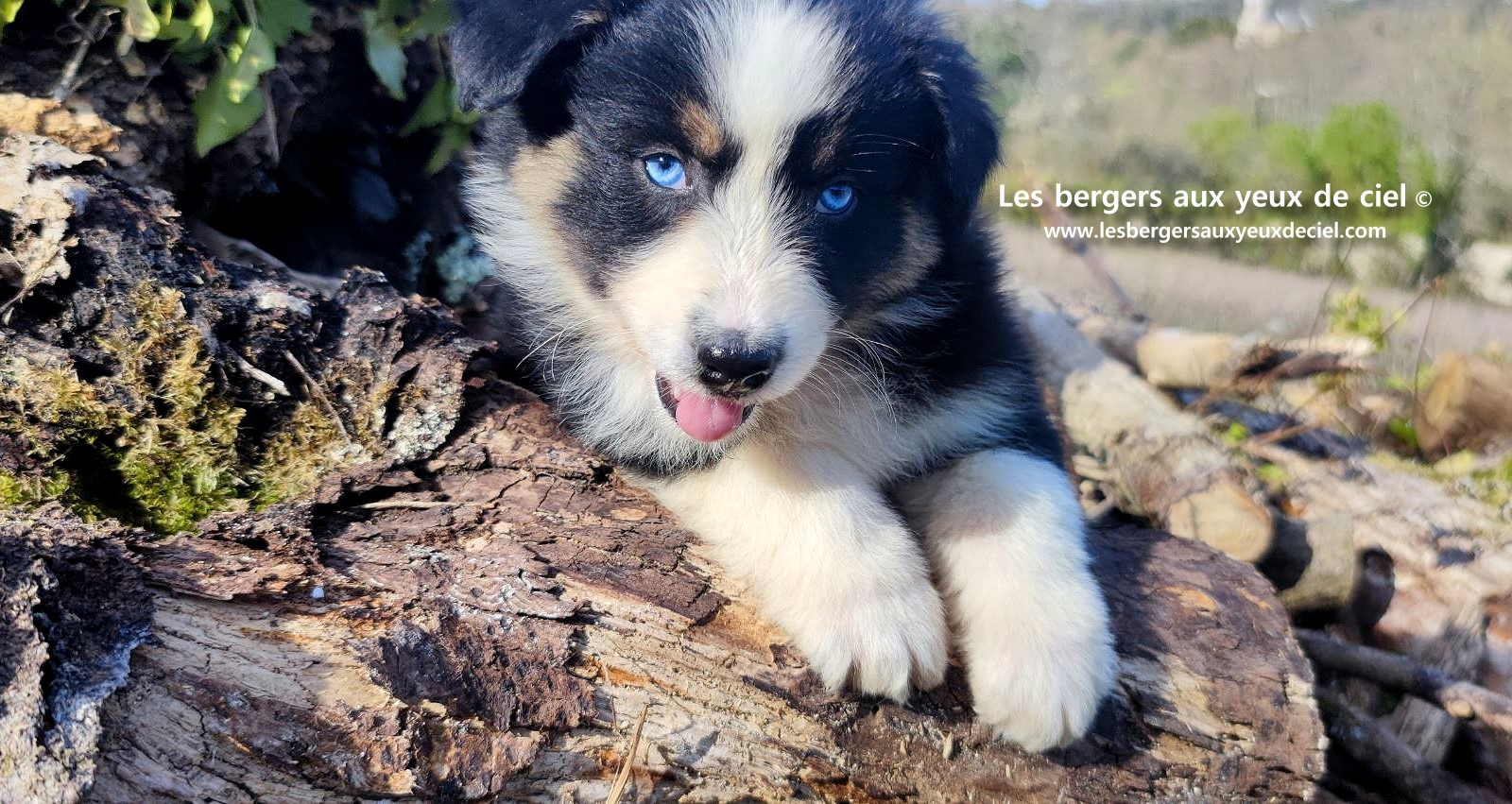 magnifique chiot berger australien mâle noir tricolore aux yeux bleus