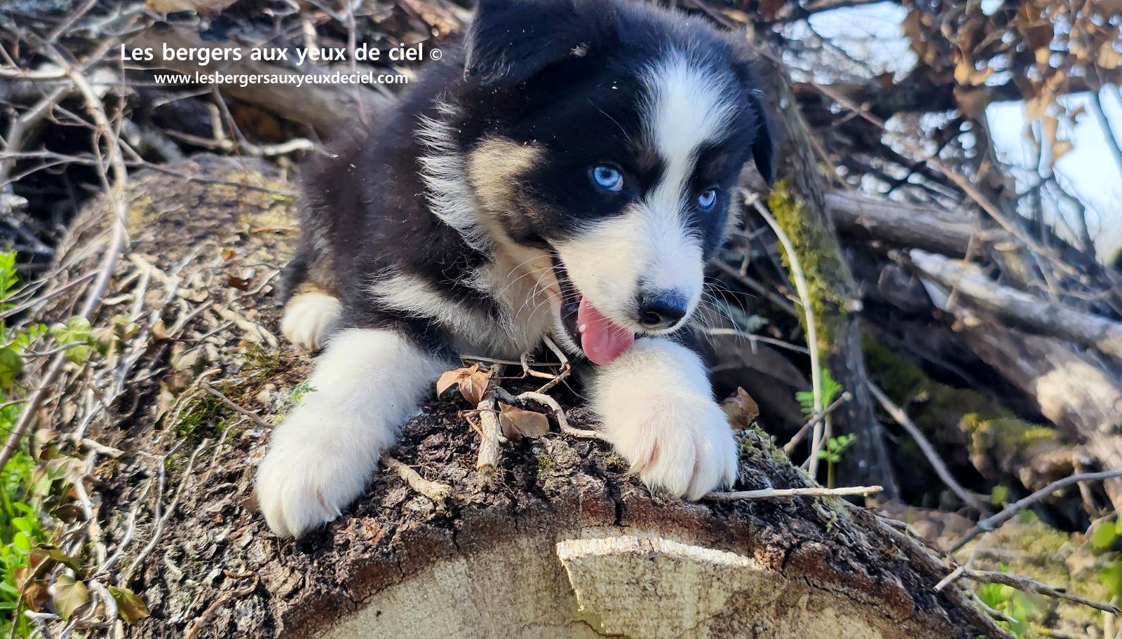 magnifique chiot berger australien mâle noir tricolore aux yeux bleus