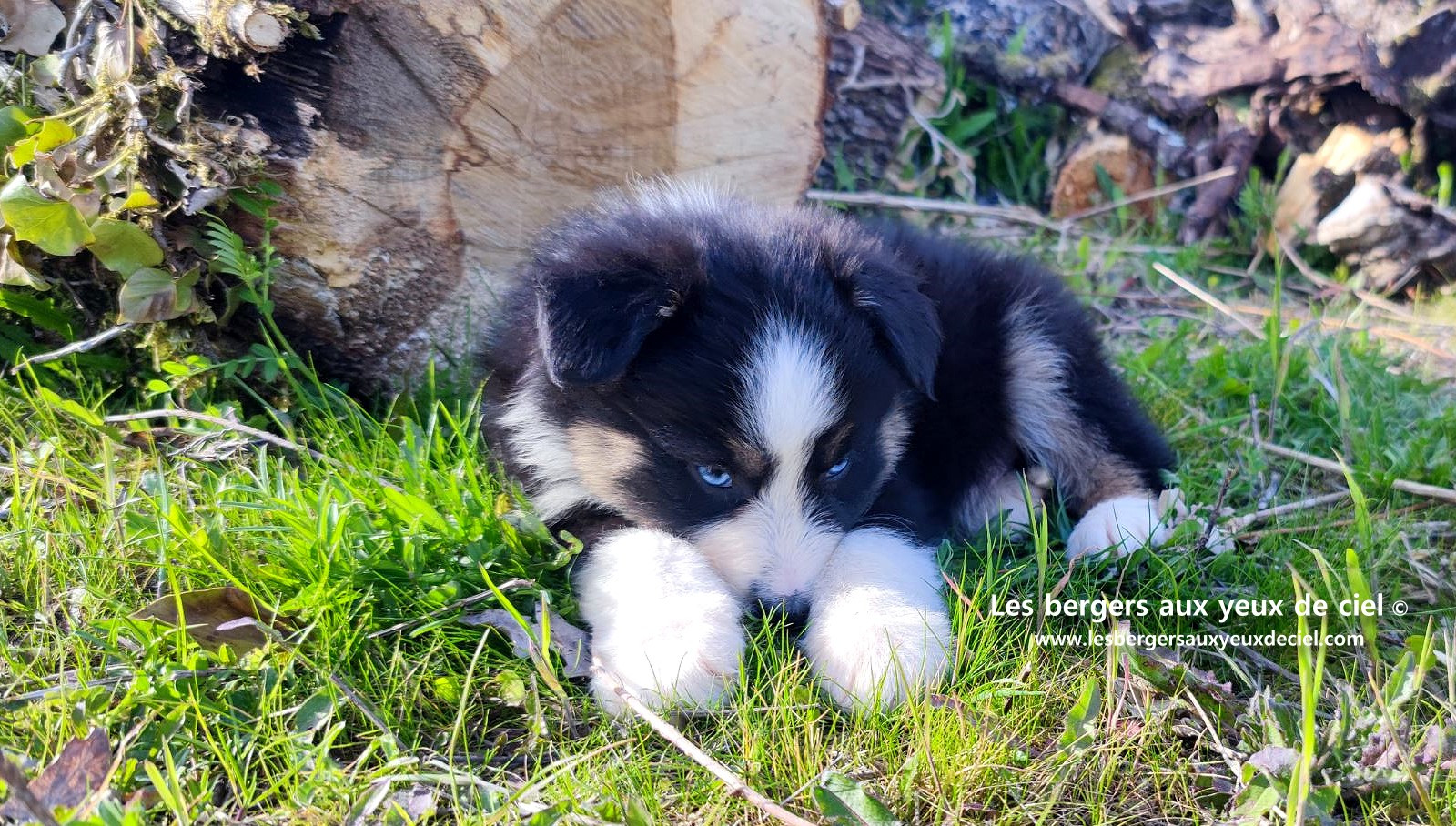magnifique chiot berger australien mâle noir tricolore aux yeux bleus