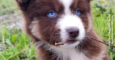 chiot berger australien Uther Chiot berger australien mâle rouge tricolore aux yeux bleus
