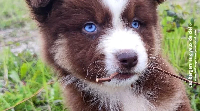 Chiot berger australien mâle rouge tricolore aux yeux bleus