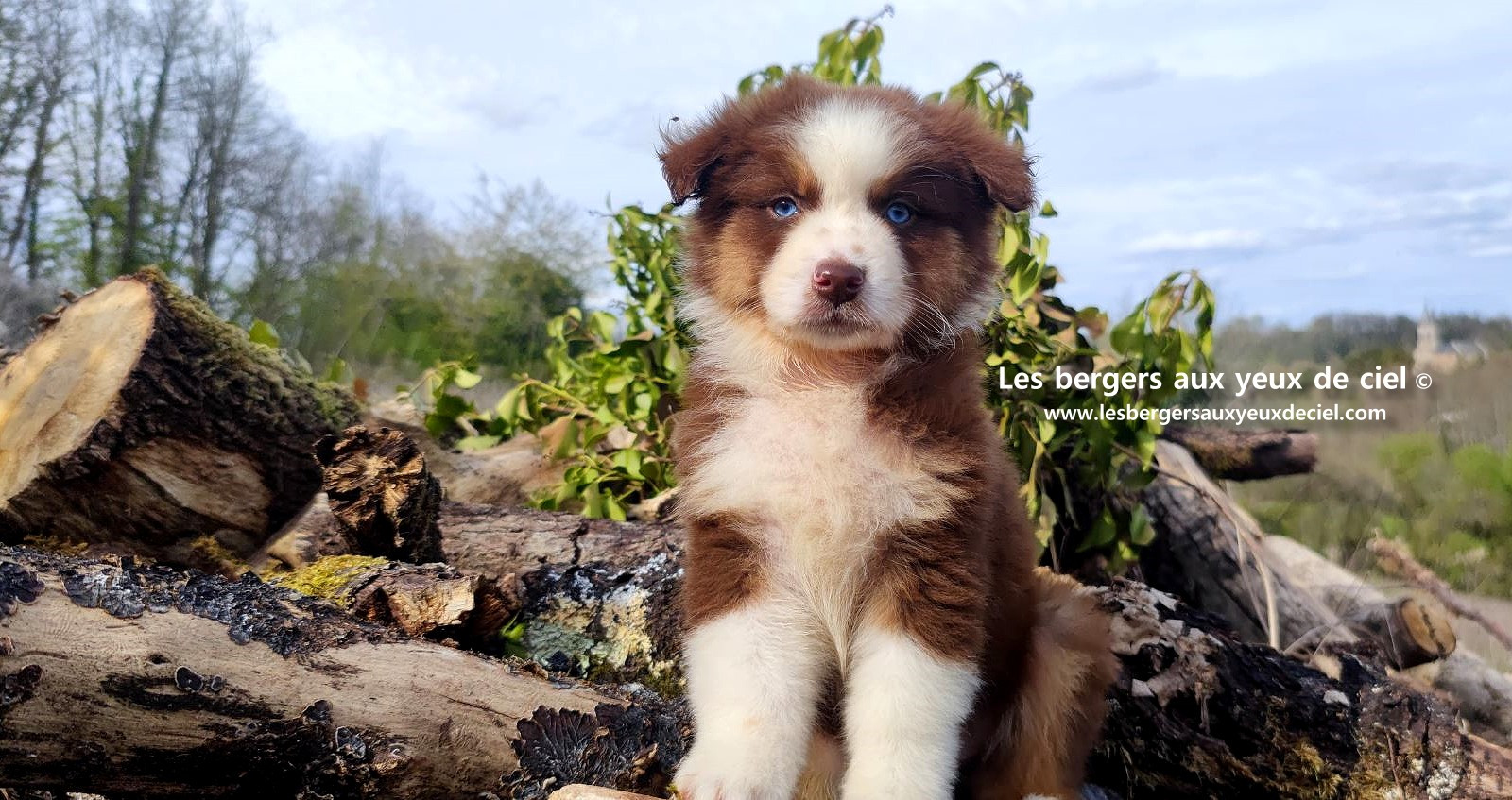 Chiot berger australien mâle noir tricolore aux yeux bleus