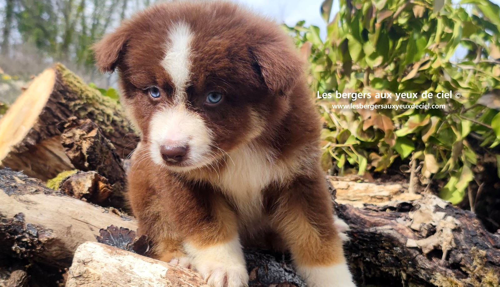 Chiot berger australien mâle rouge tricolore aux yeux bleus