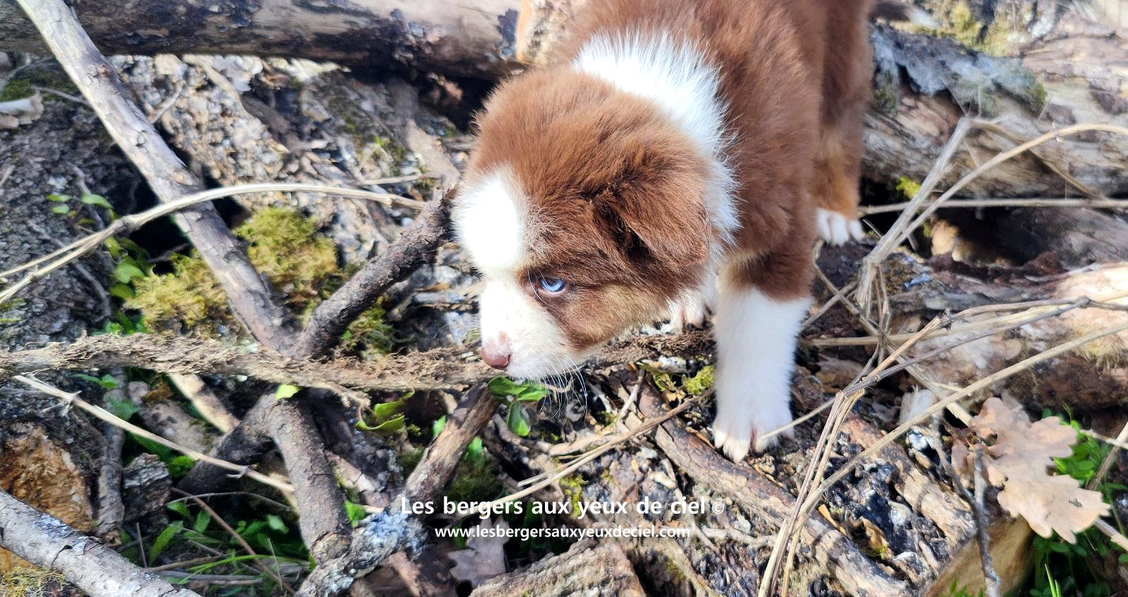 Chiot berger australien mâle noir tricolore aux yeux bleus