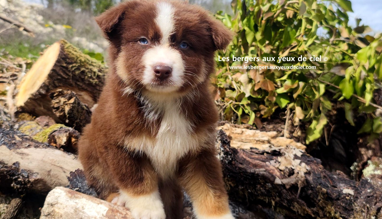 Chiot berger australien mâle rouge tricolore aux yeux bleus