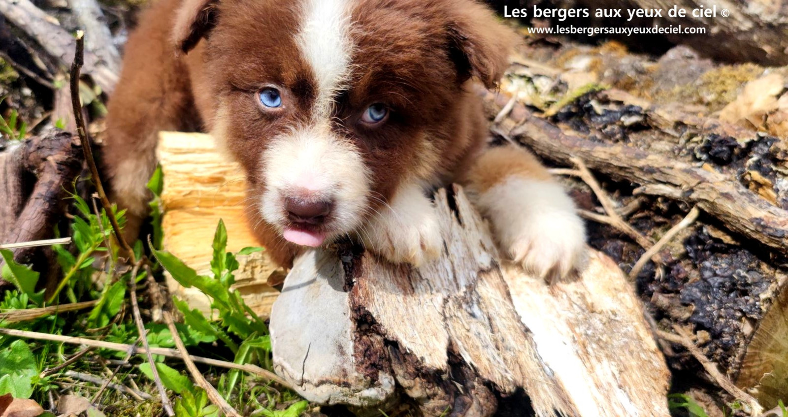Chiot berger australien mâle rouge tricolore aux yeux bleus