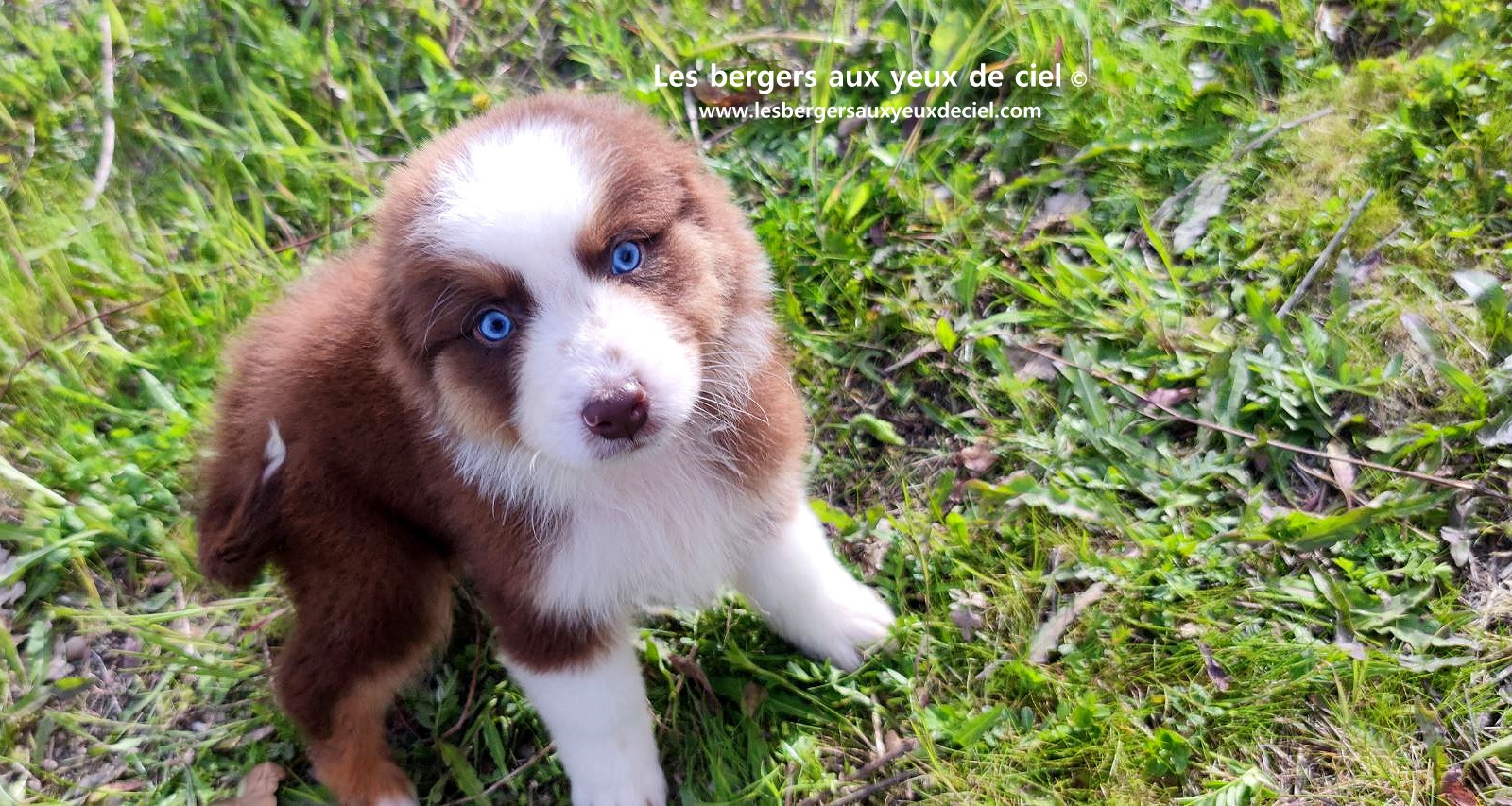 Chiot berger australien mâle noir tricolore aux yeux bleus