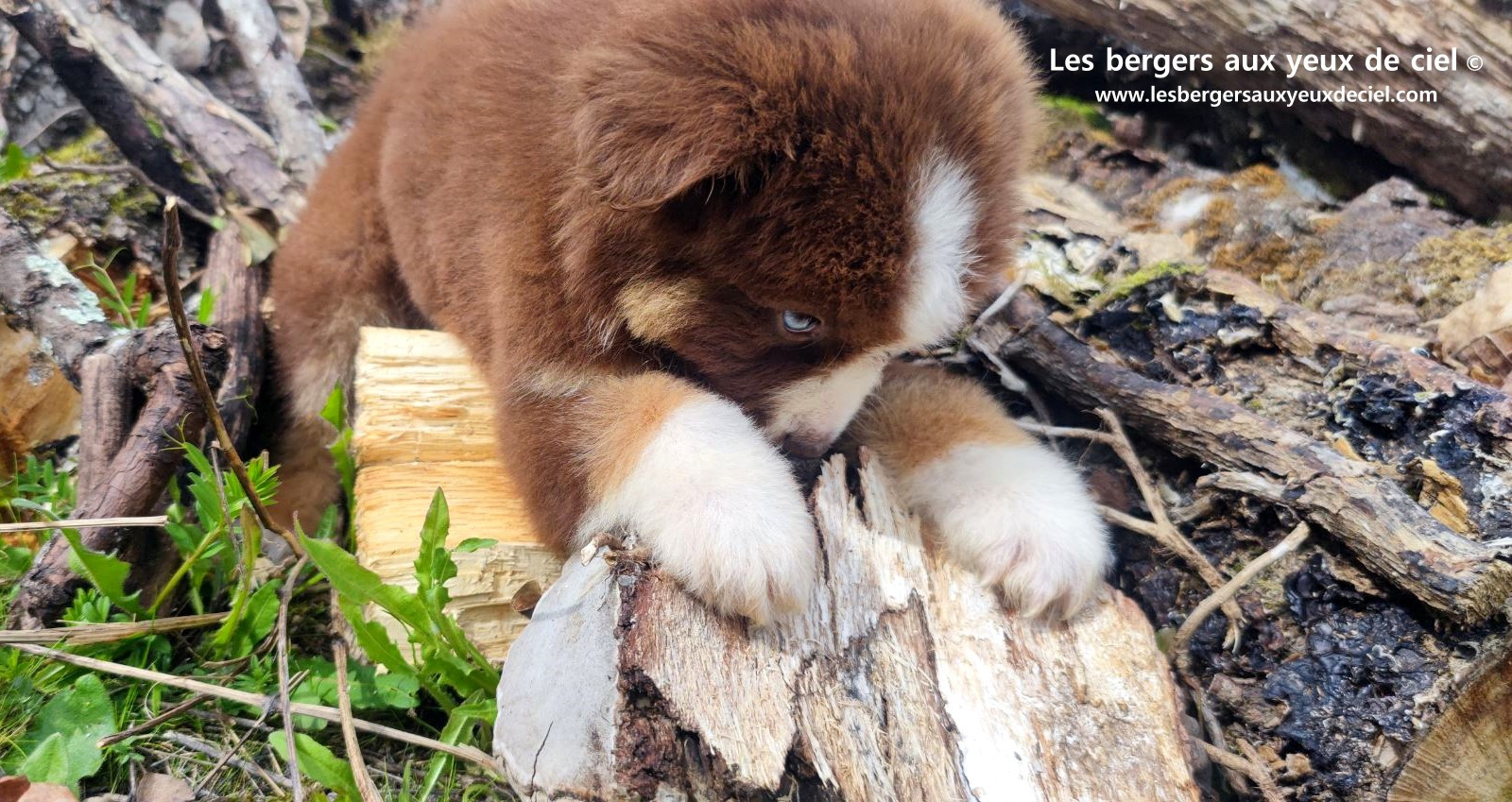 Chiot berger australien mâle rouge tricolore aux yeux bleus