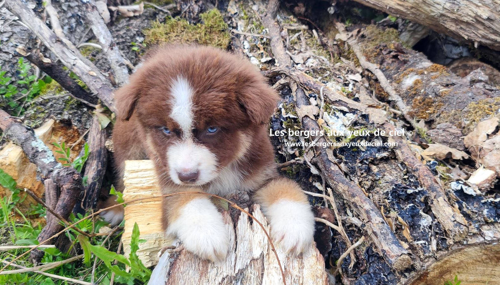 Chiot berger australien mâle rouge tricolore aux yeux bleus