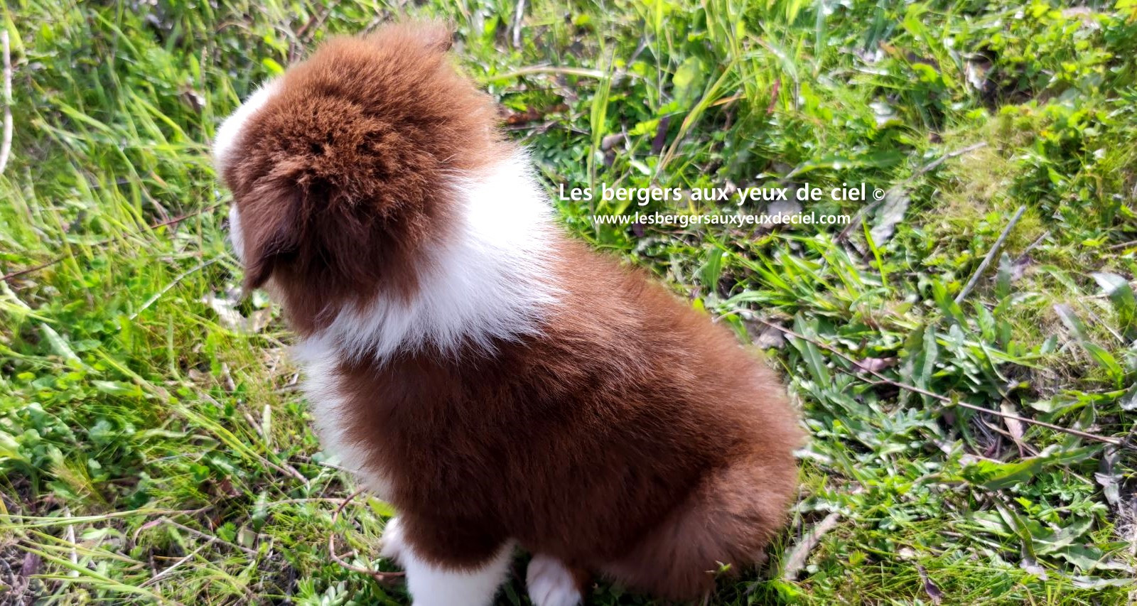Chiot berger australien mâle noir tricolore aux yeux bleus