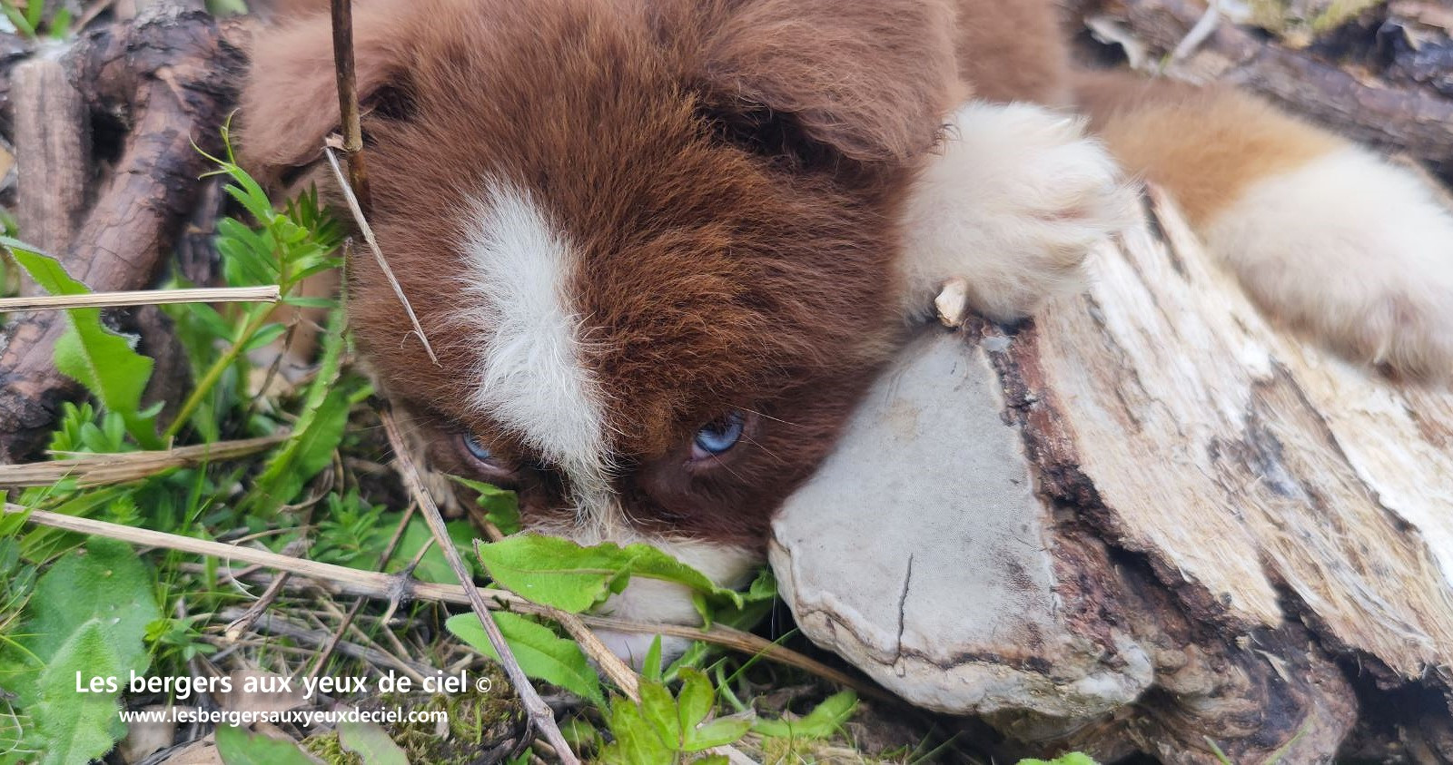 Chiot berger australien mâle rouge tricolore aux yeux bleus