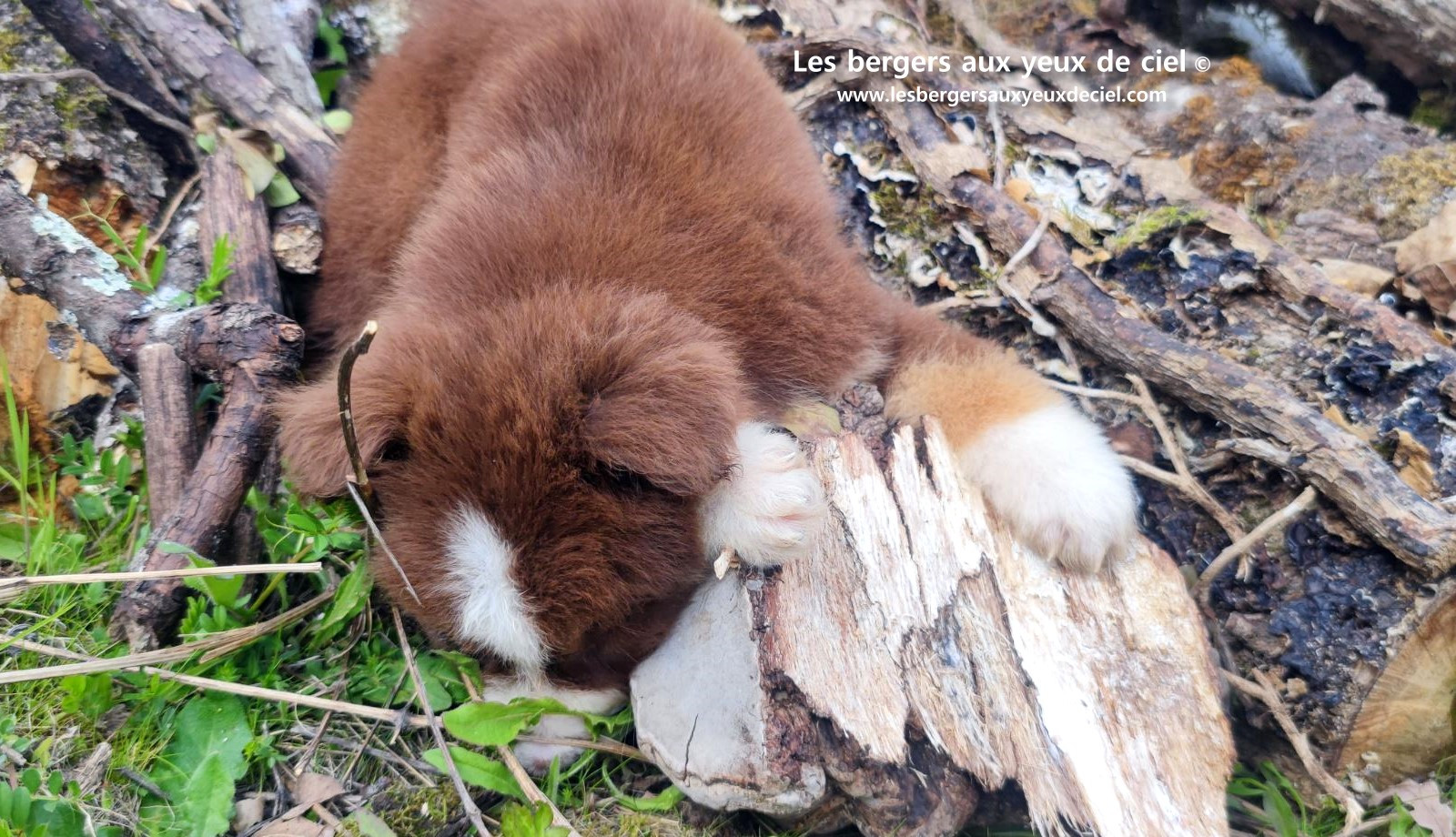 Chiot berger australien mâle rouge tricolore aux yeux bleus