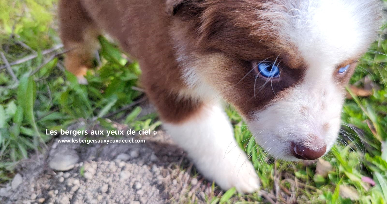 Chiot berger australien mâle noir tricolore aux yeux bleus