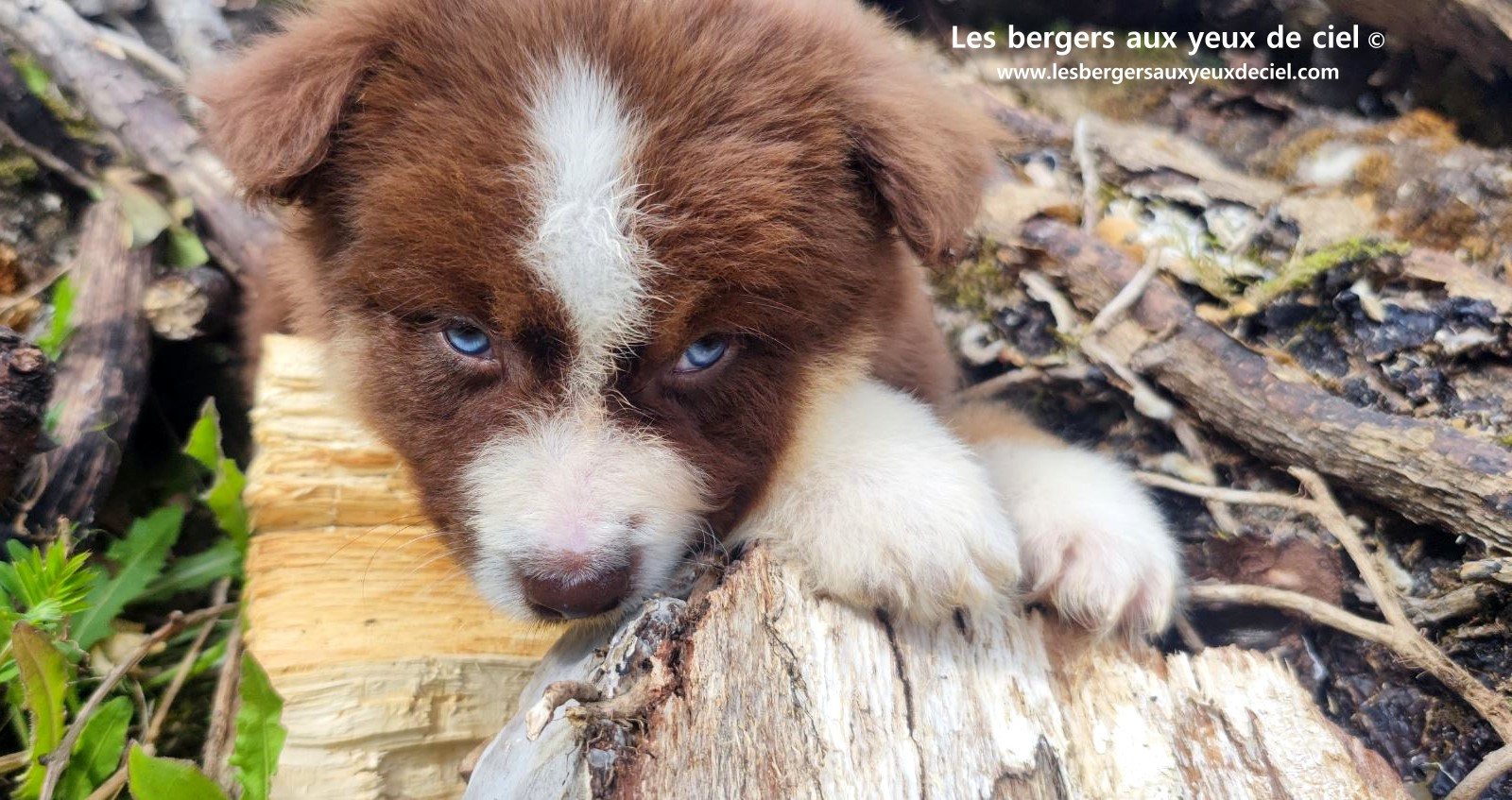 Chiot berger australien mâle rouge tricolore aux yeux bleus