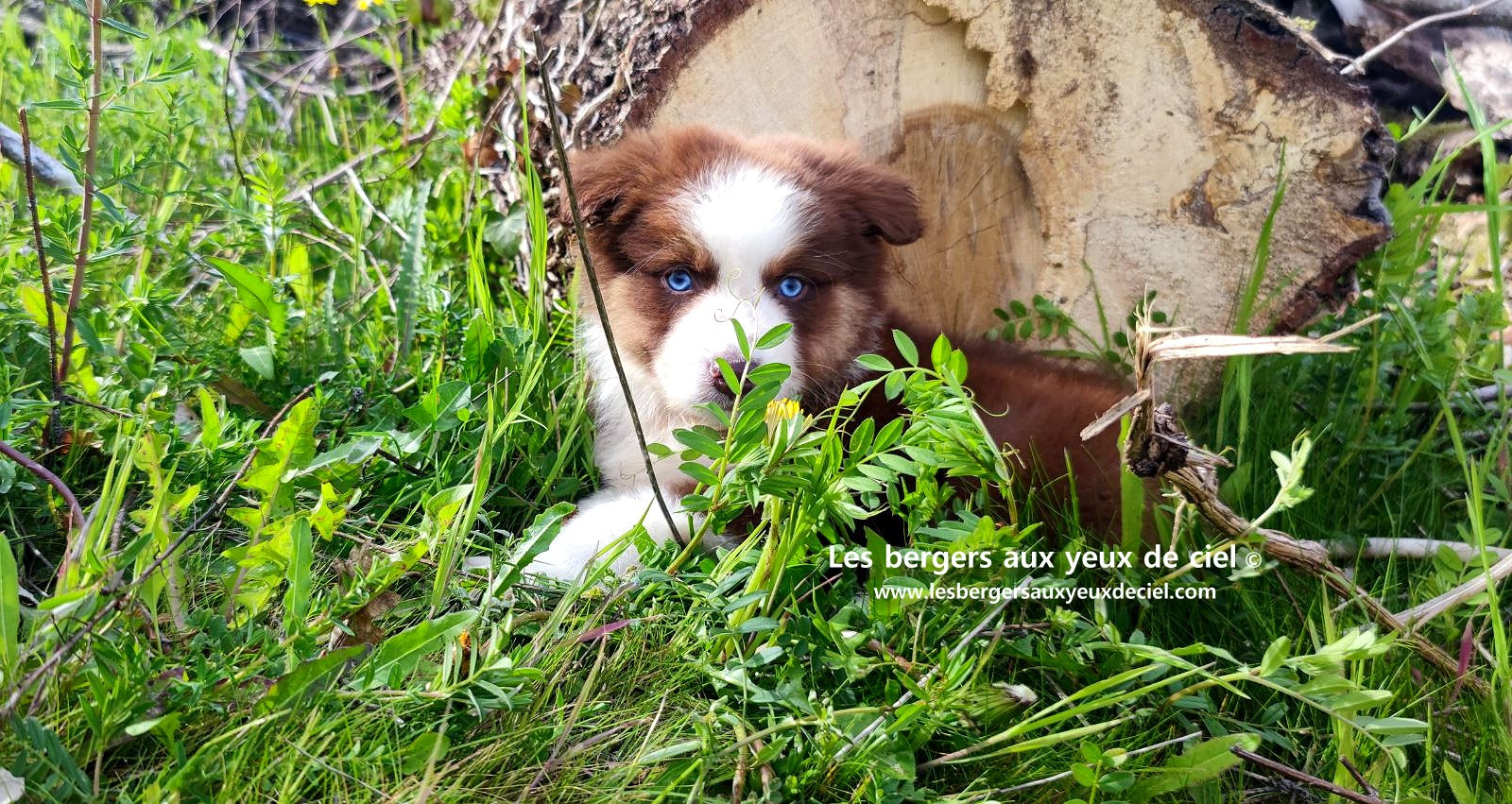 Chiot berger australien mâle noir tricolore aux yeux bleus