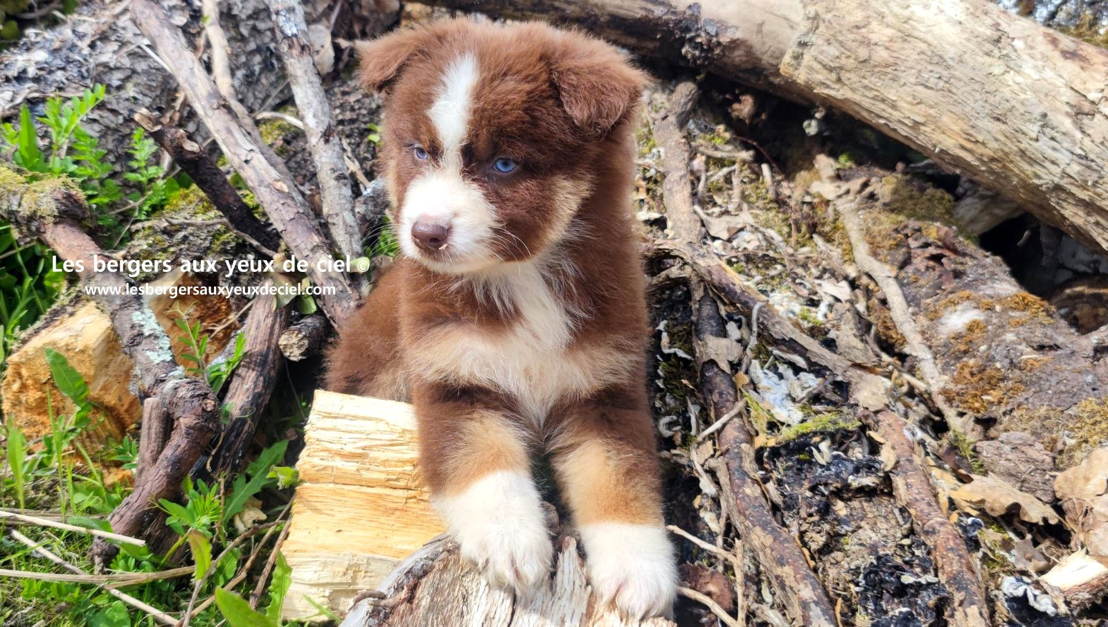 Chiot berger australien mâle rouge tricolore aux yeux bleus