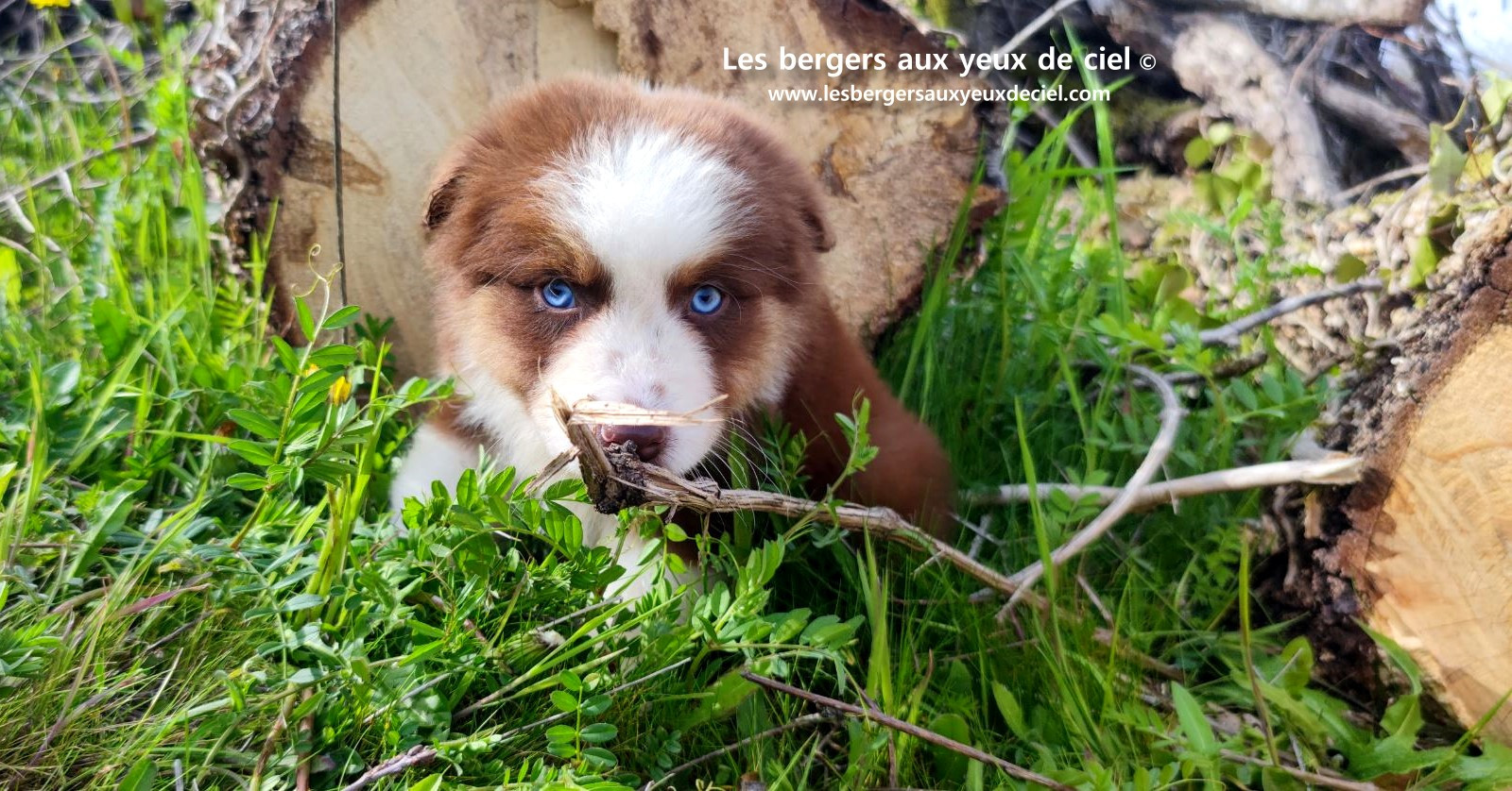 Chiot berger australien mâle noir tricolore aux yeux bleus