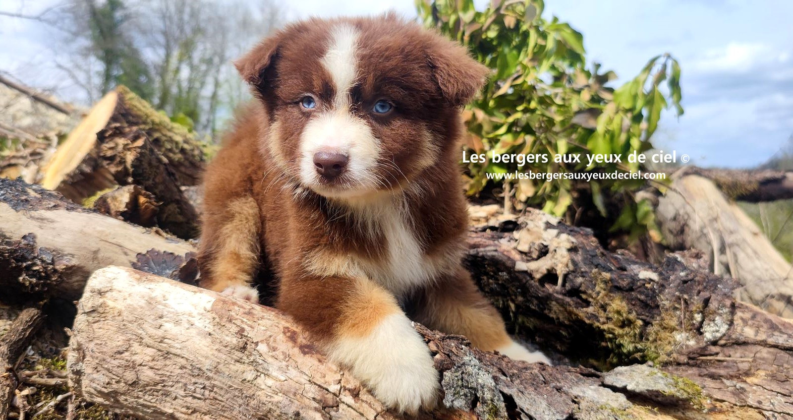 Chiot berger australien mâle rouge tricolore aux yeux bleus