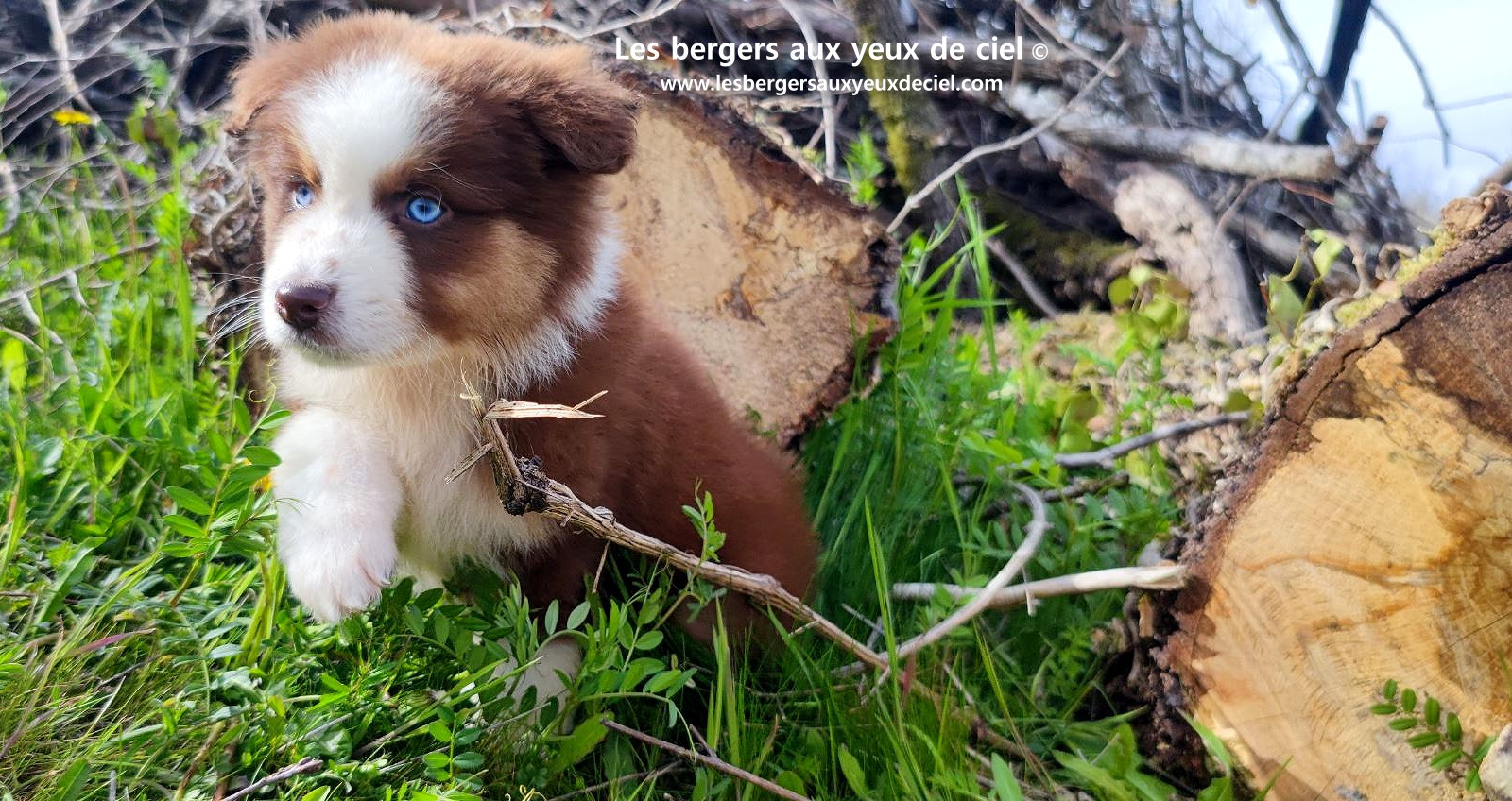 Chiot berger australien mâle noir tricolore aux yeux bleus