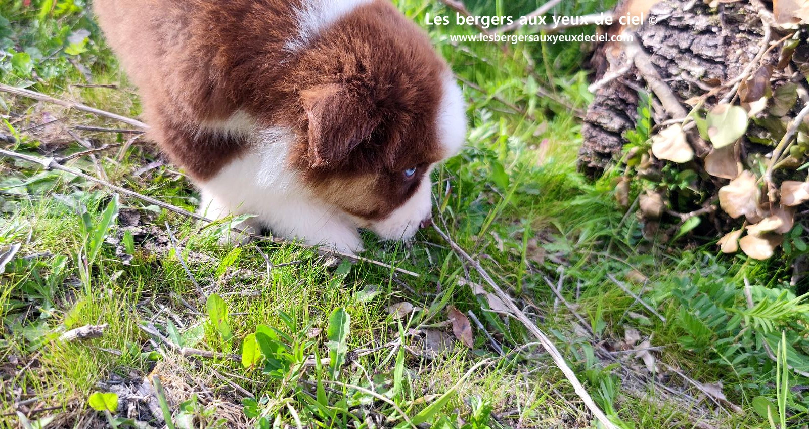Chiot berger australien mâle noir tricolore aux yeux bleus
