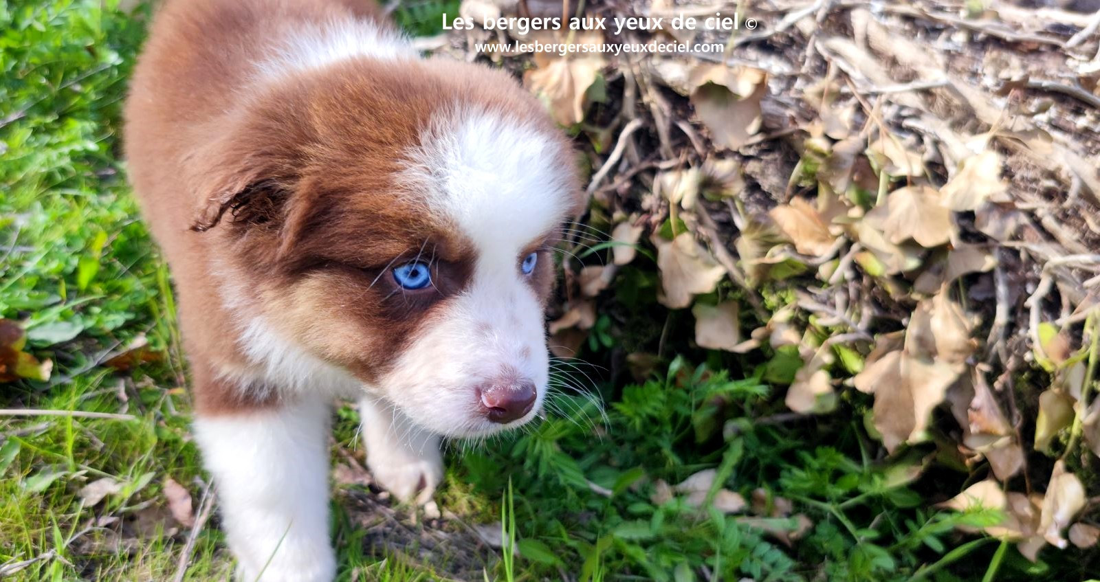 Chiot berger australien mâle noir tricolore aux yeux bleus
