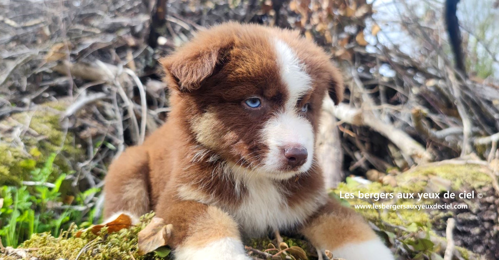 Chiot berger australien mâle rouge tricolore aux yeux bleus