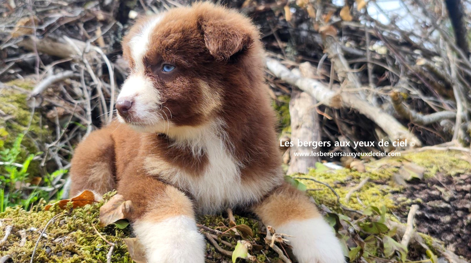 Chiot berger australien mâle rouge tricolore aux yeux bleus
