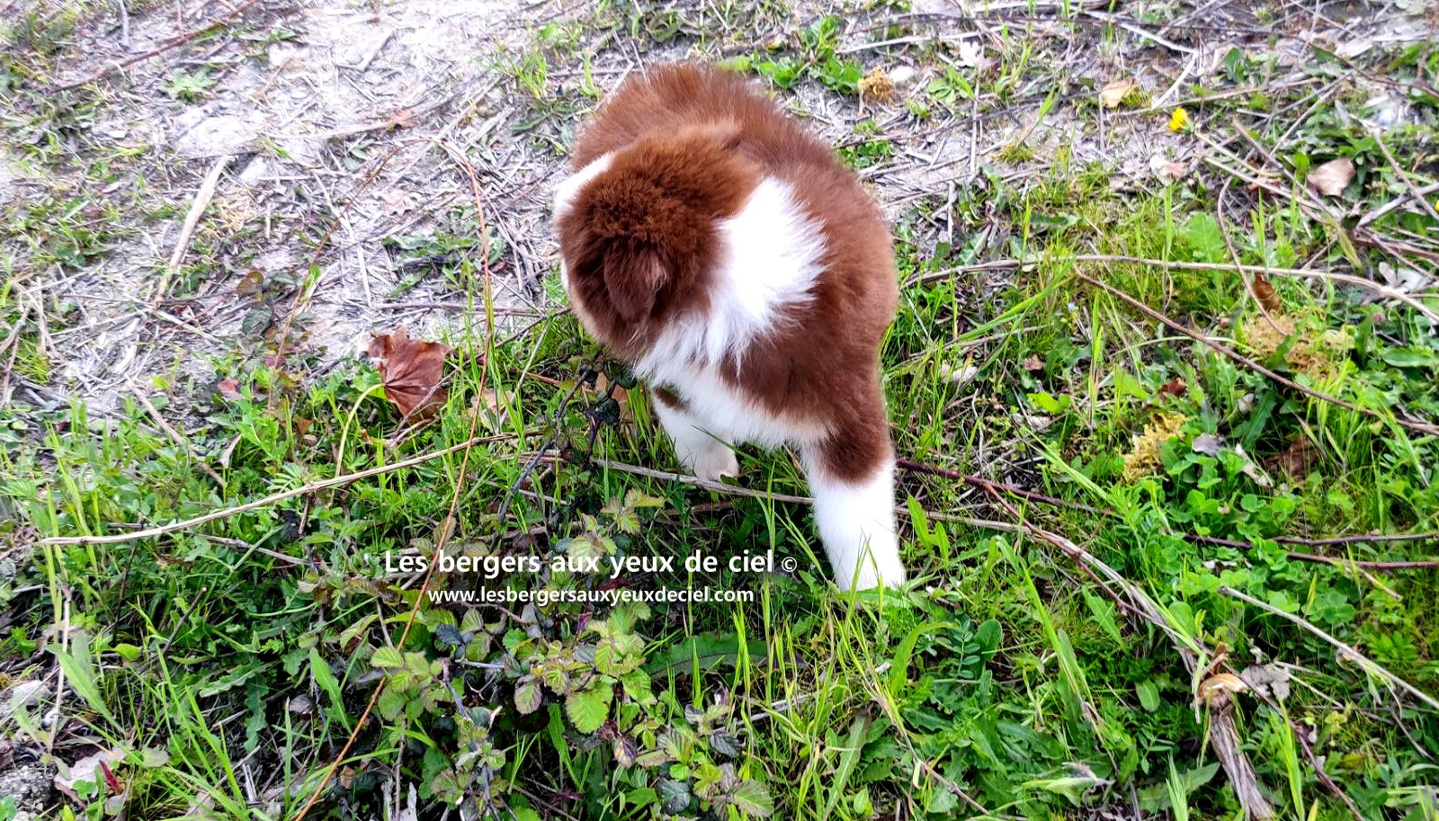 Chiot berger australien mâle noir tricolore aux yeux bleus