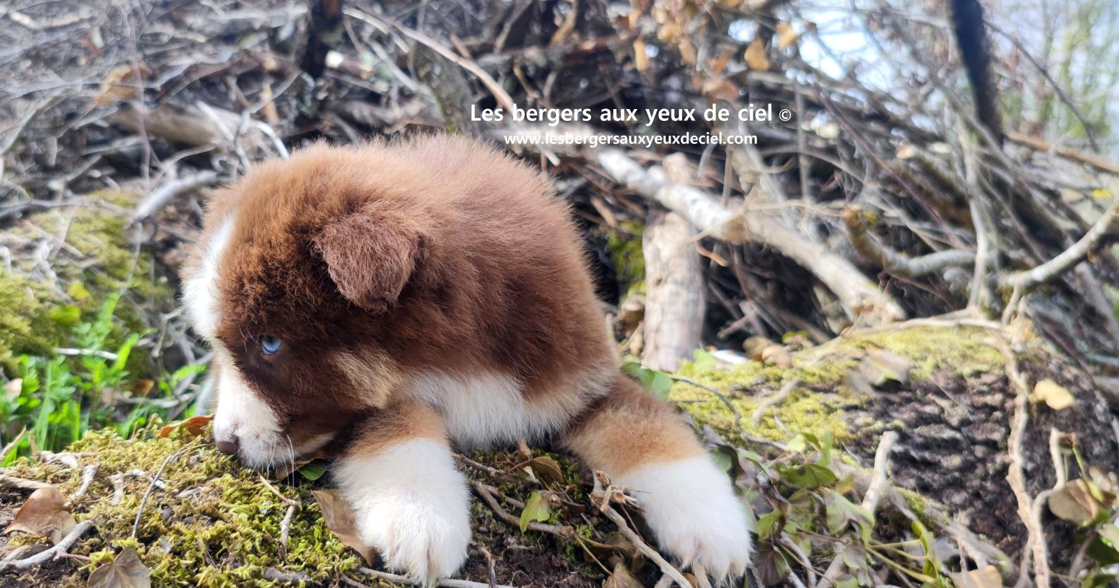 Chiot berger australien mâle rouge tricolore aux yeux bleus