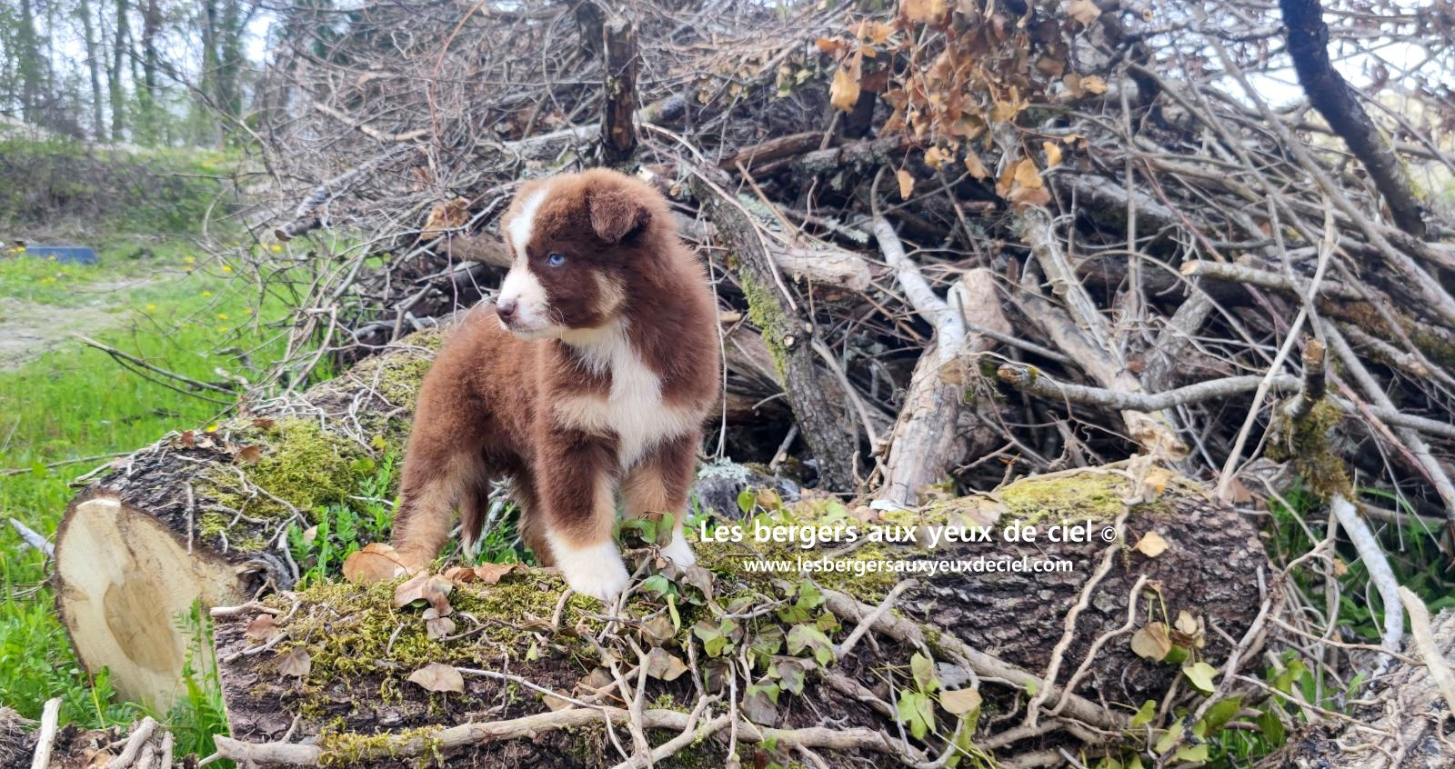 Chiot berger australien mâle rouge tricolore aux yeux bleus